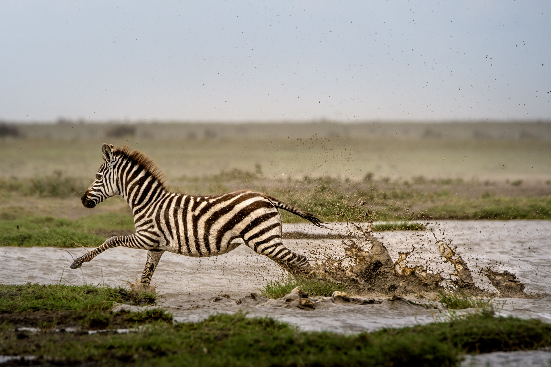 Nikon D500 sample photo. Zebra splash photography