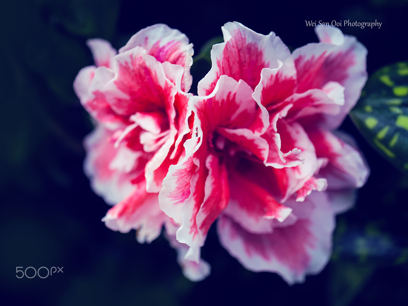 Panasonic Lumix DMC-GX7 sample photo. Summer garden 10 photography