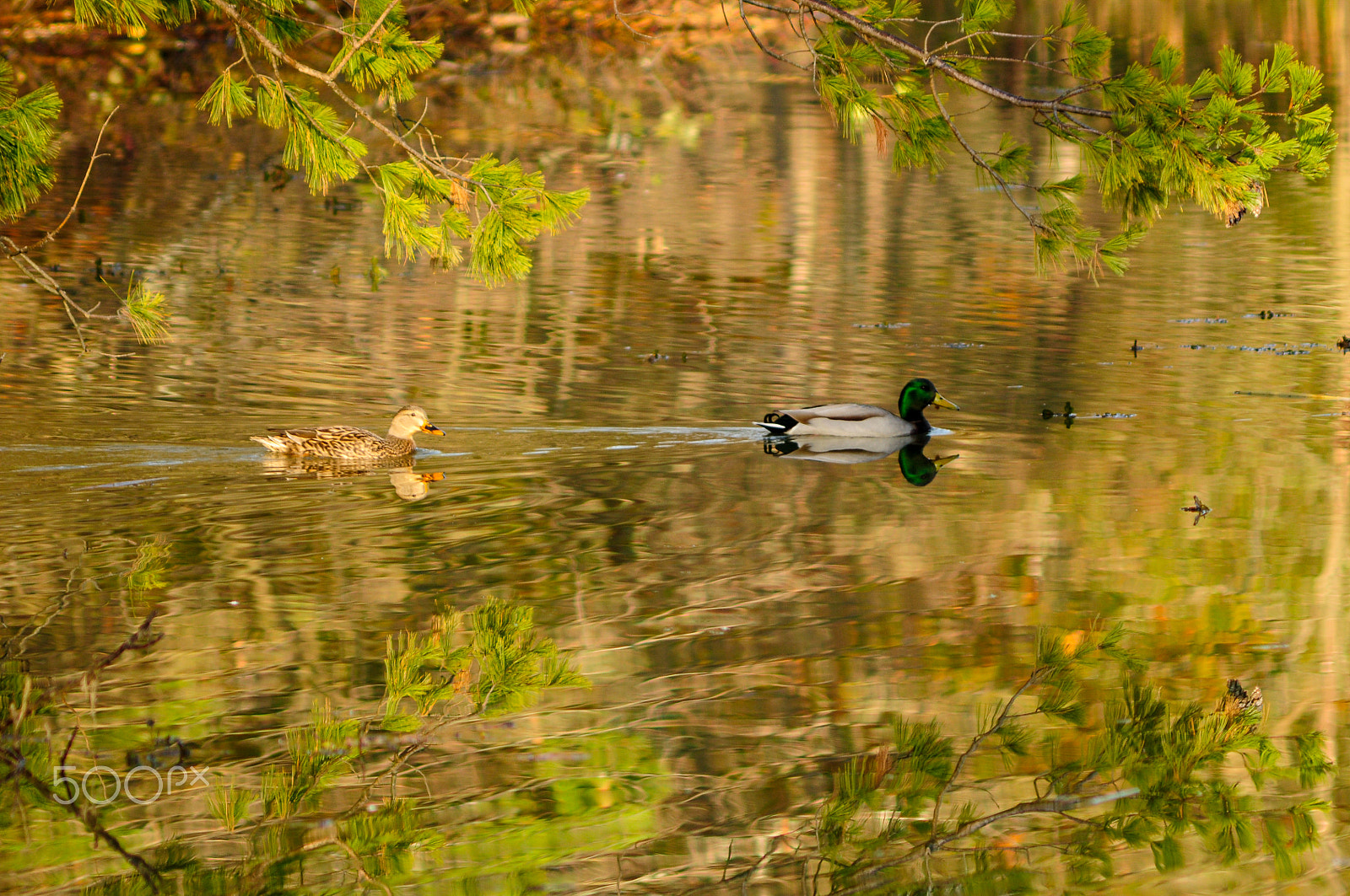 Nikon D90 + AF Zoom-Nikkor 75-300mm f/4.5-5.6 sample photo. Mallards photography