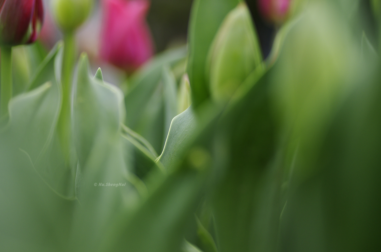 Pentax K-5 sample photo. Flower plants photography