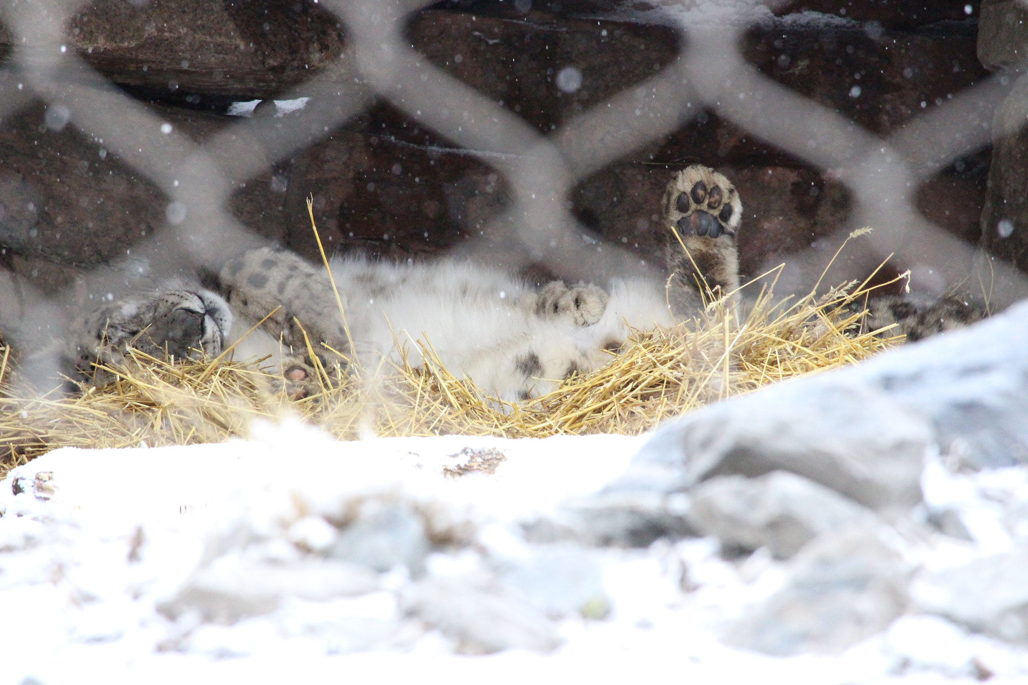 Canon EF-S 55-250mm F4-5.6 IS STM sample photo. Sleeping snow leopard photography