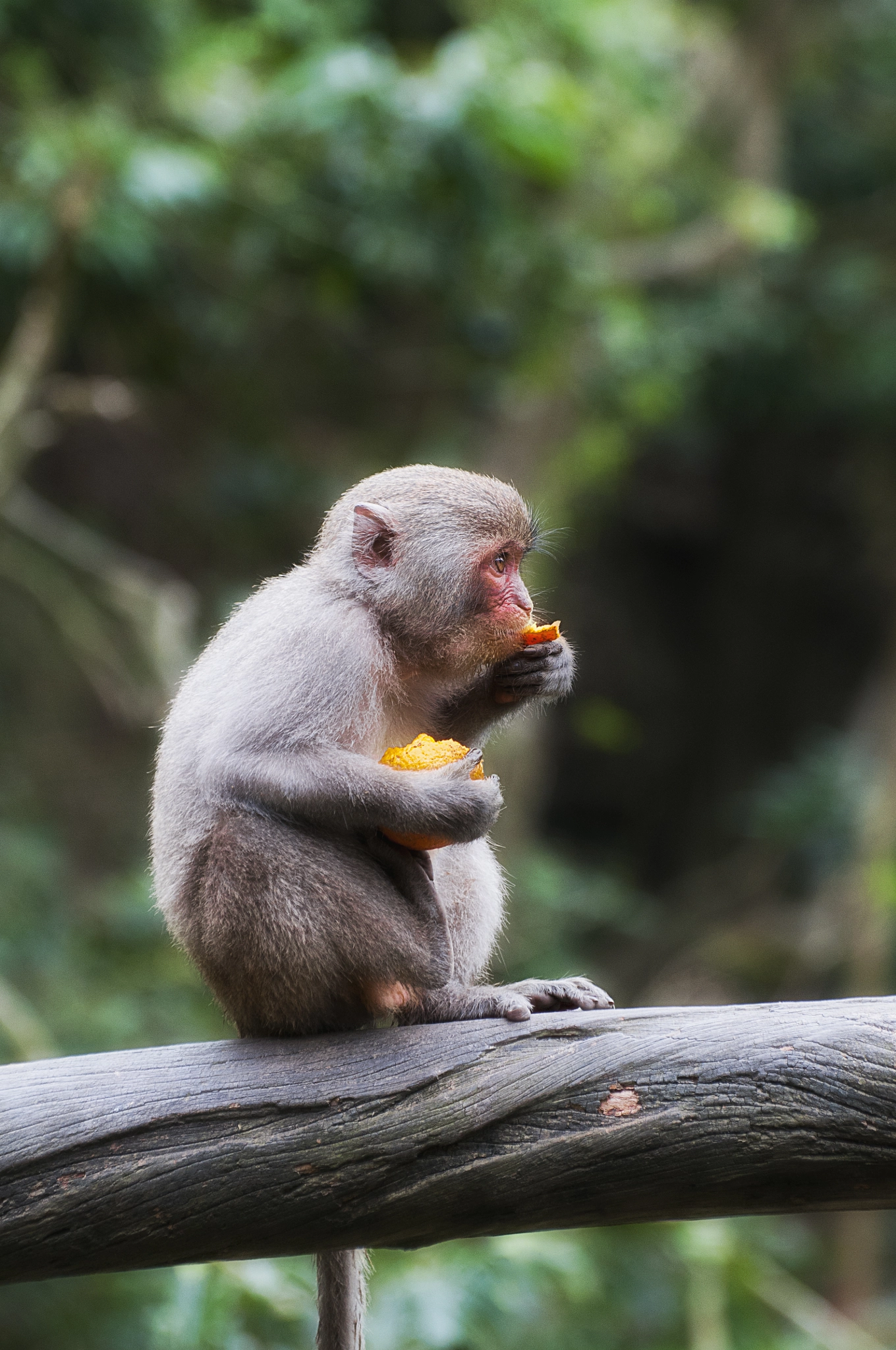 Nikon D300 sample photo. 台灣獼猴 photography