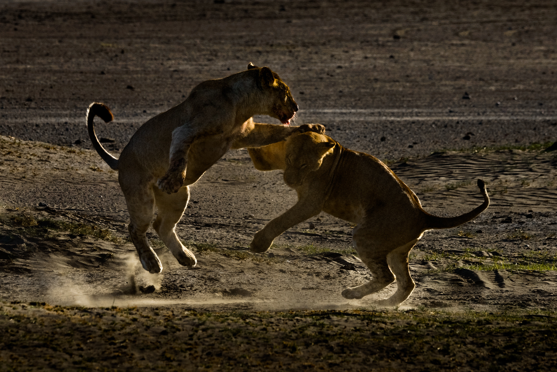 Nikon D800 sample photo. Playing fight photography