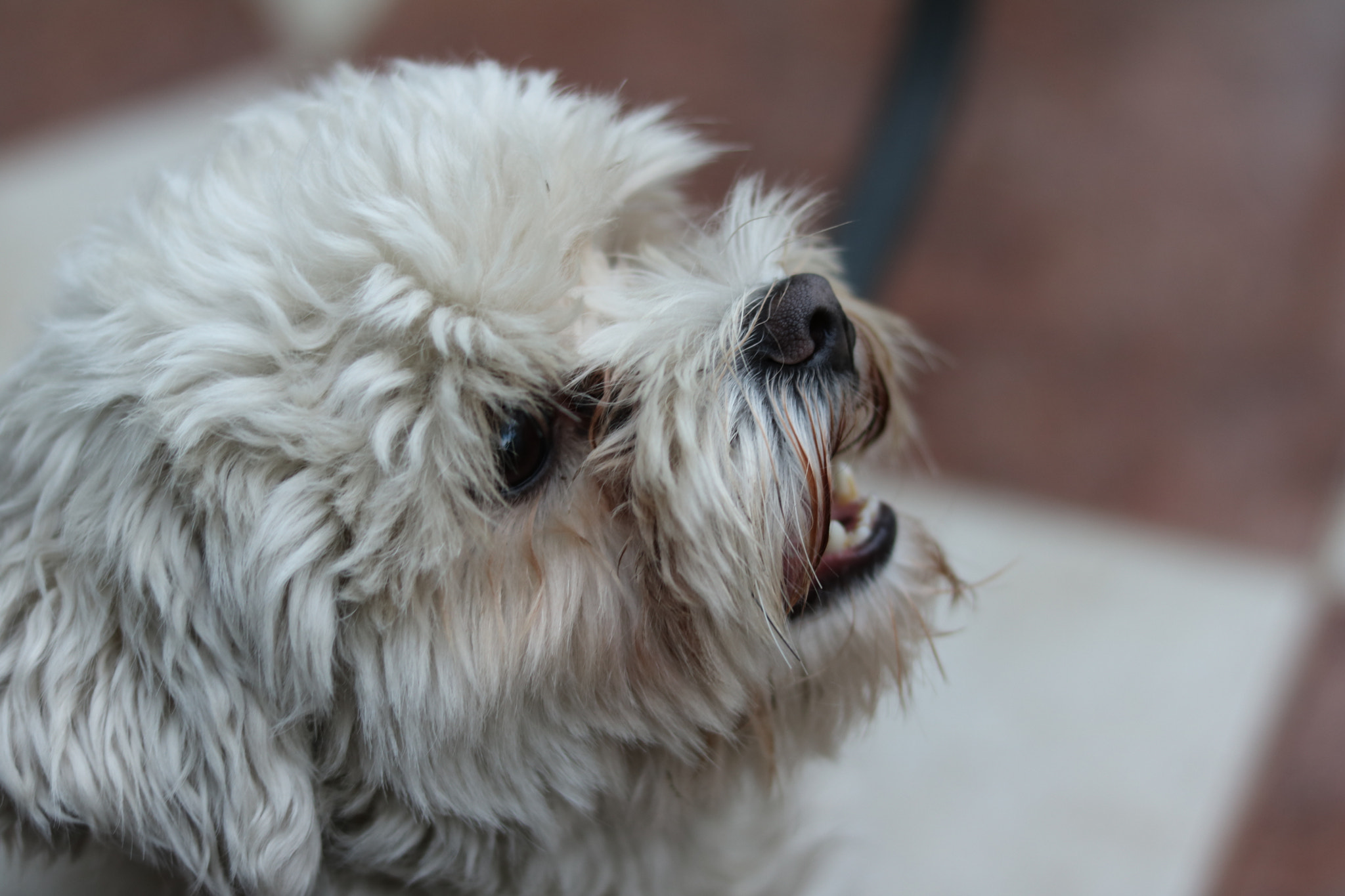 Canon EOS 750D (EOS Rebel T6i / EOS Kiss X8i) sample photo. Dog photography