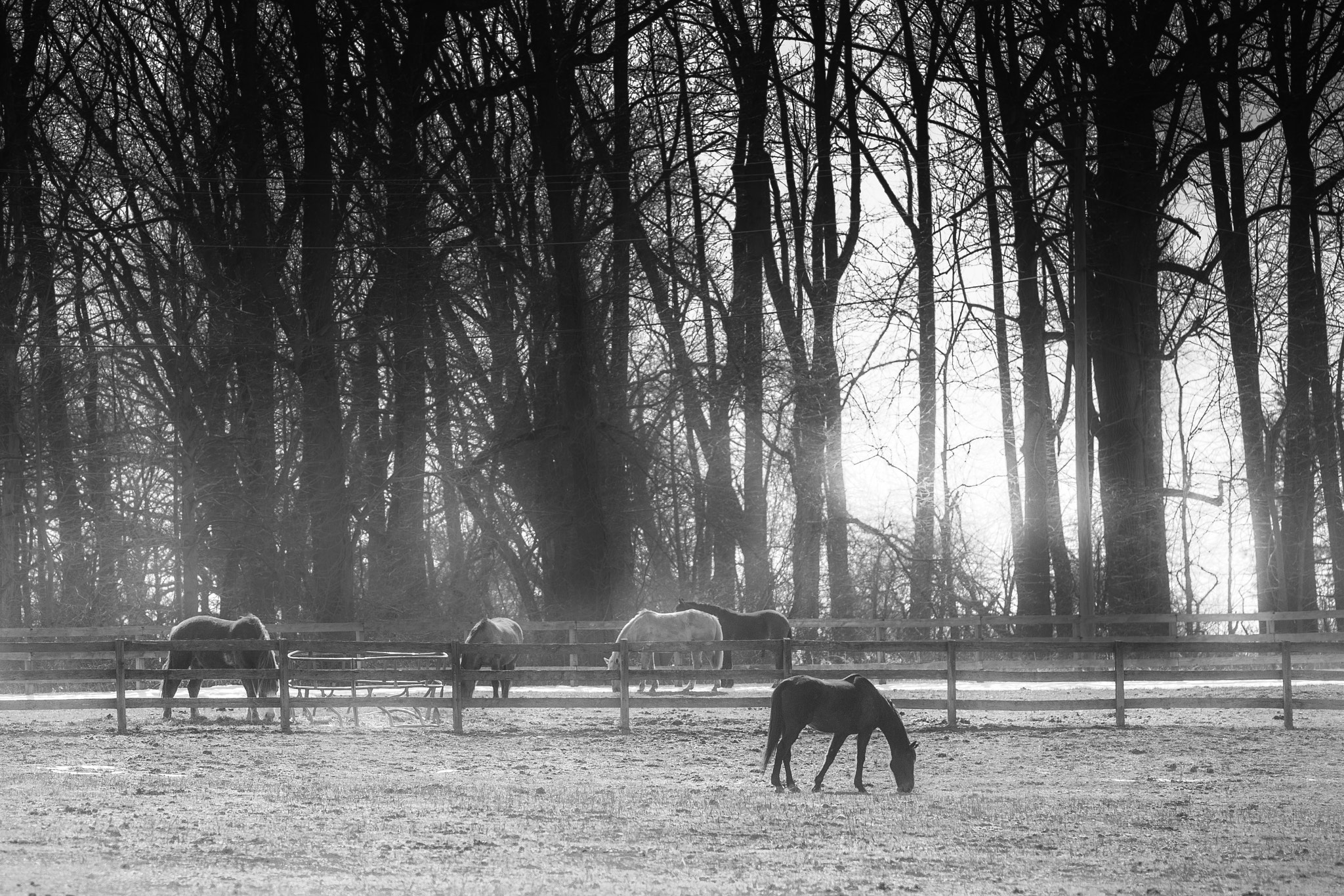 Canon EOS 6D sample photo. Horses photography