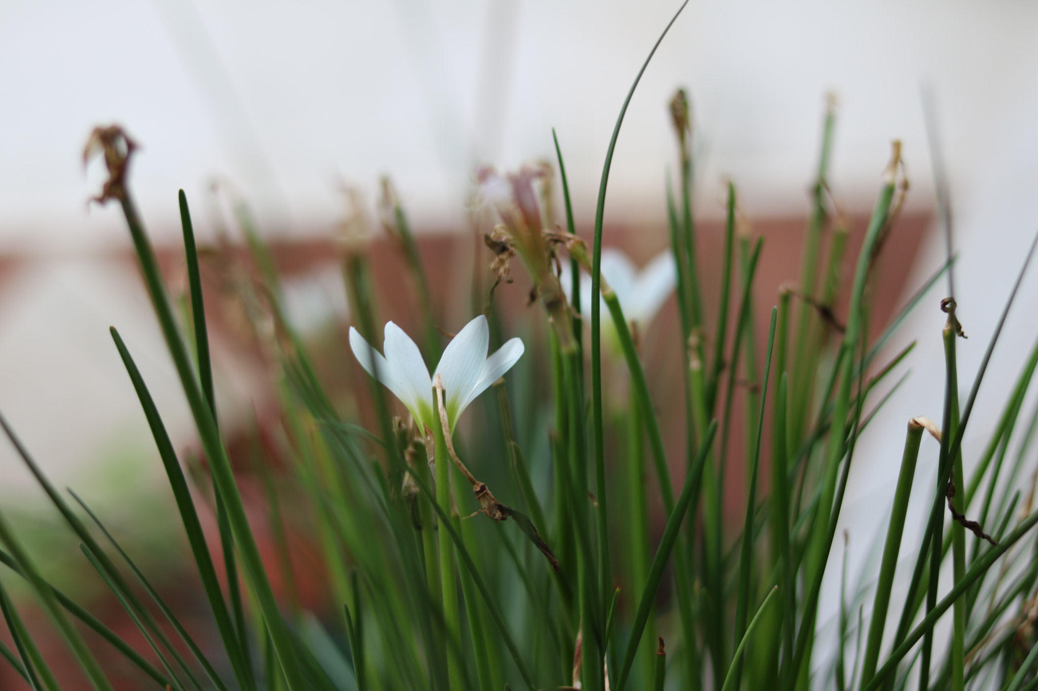 Canon EOS 750D (EOS Rebel T6i / EOS Kiss X8i) sample photo. Flower photography