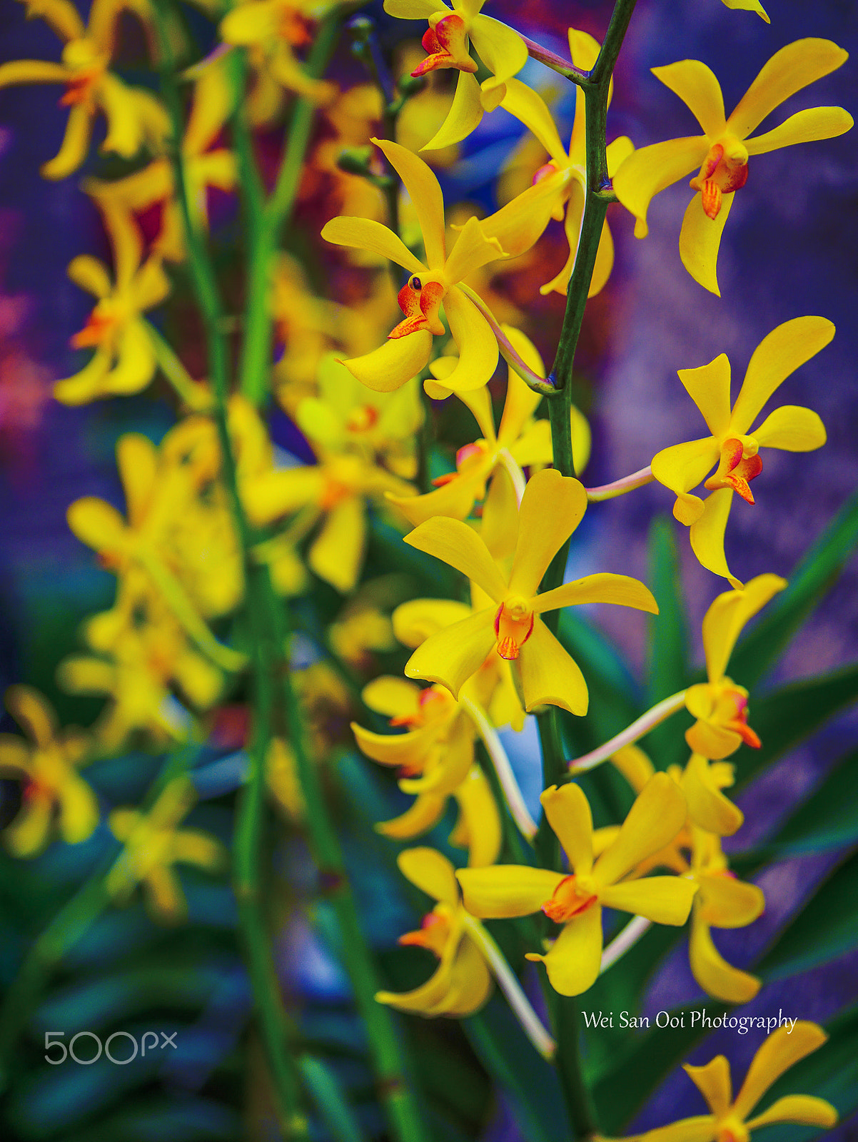 Panasonic Lumix DMC-GX7 sample photo. Orchid 26 photography