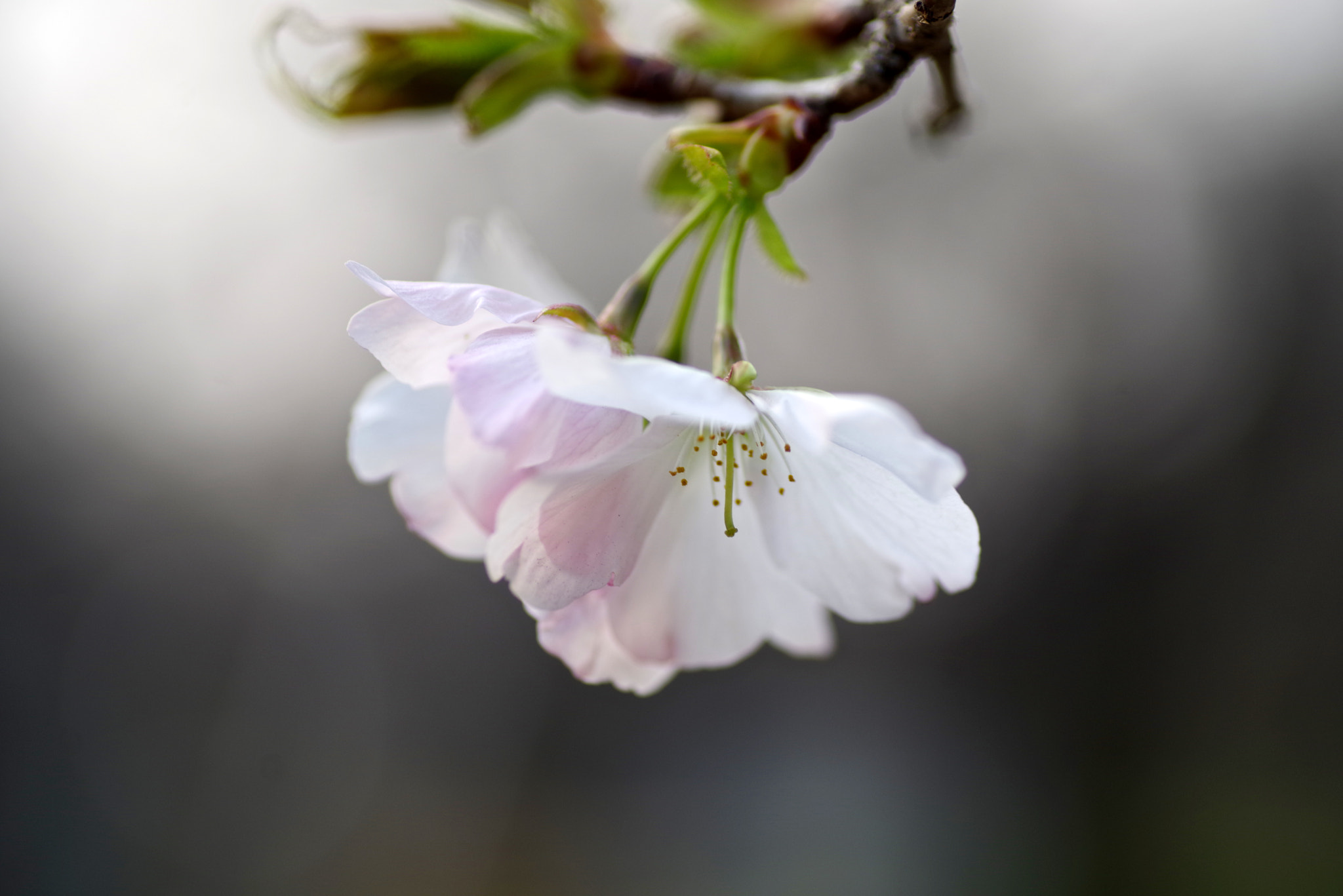 Tamron SP AF 90mm F2.8 Di Macro sample photo. Cold cherry photography