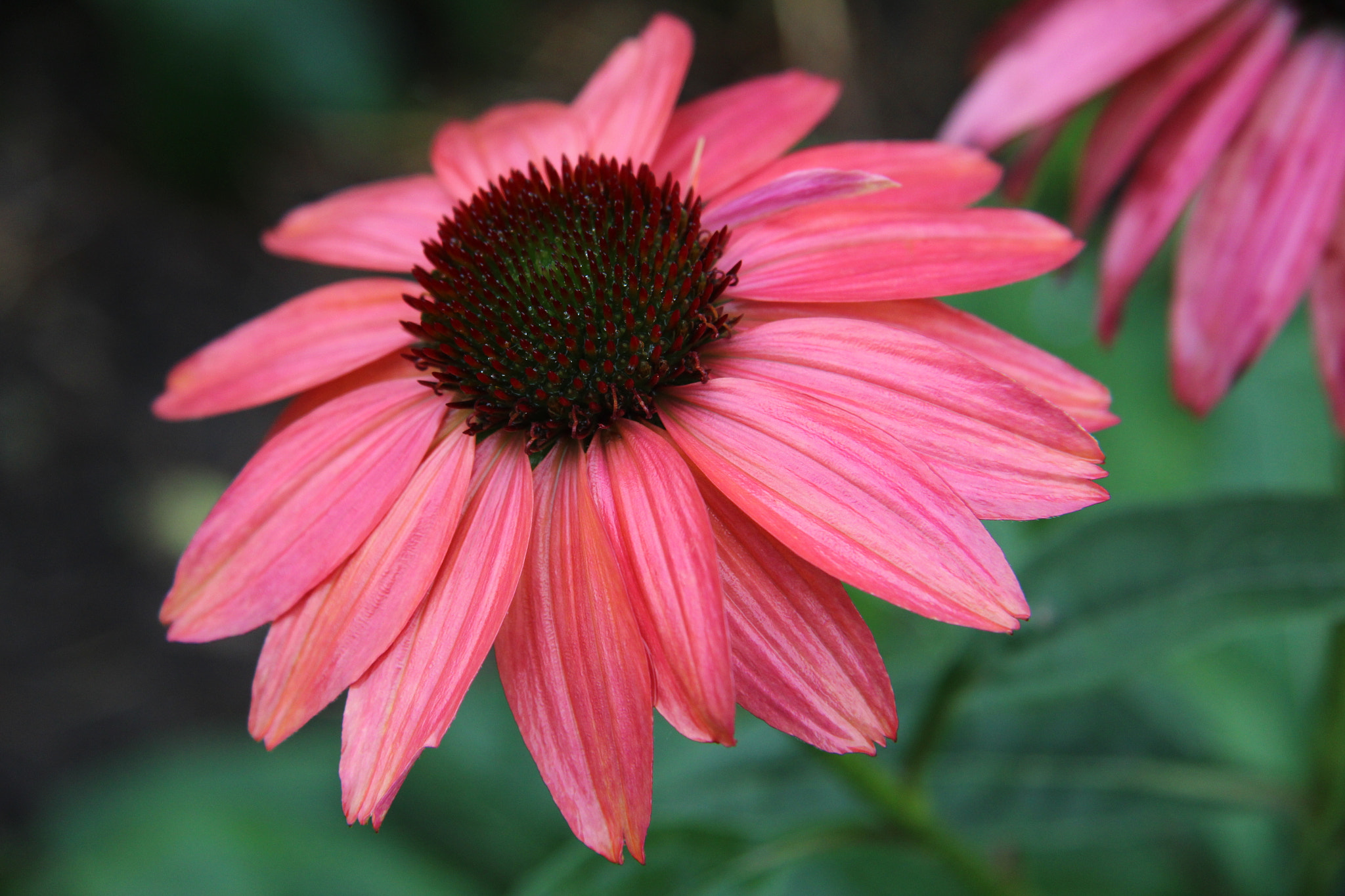 Canon EF-S 17-85mm F4-5.6 IS USM sample photo. 10-6-2016_007 photography