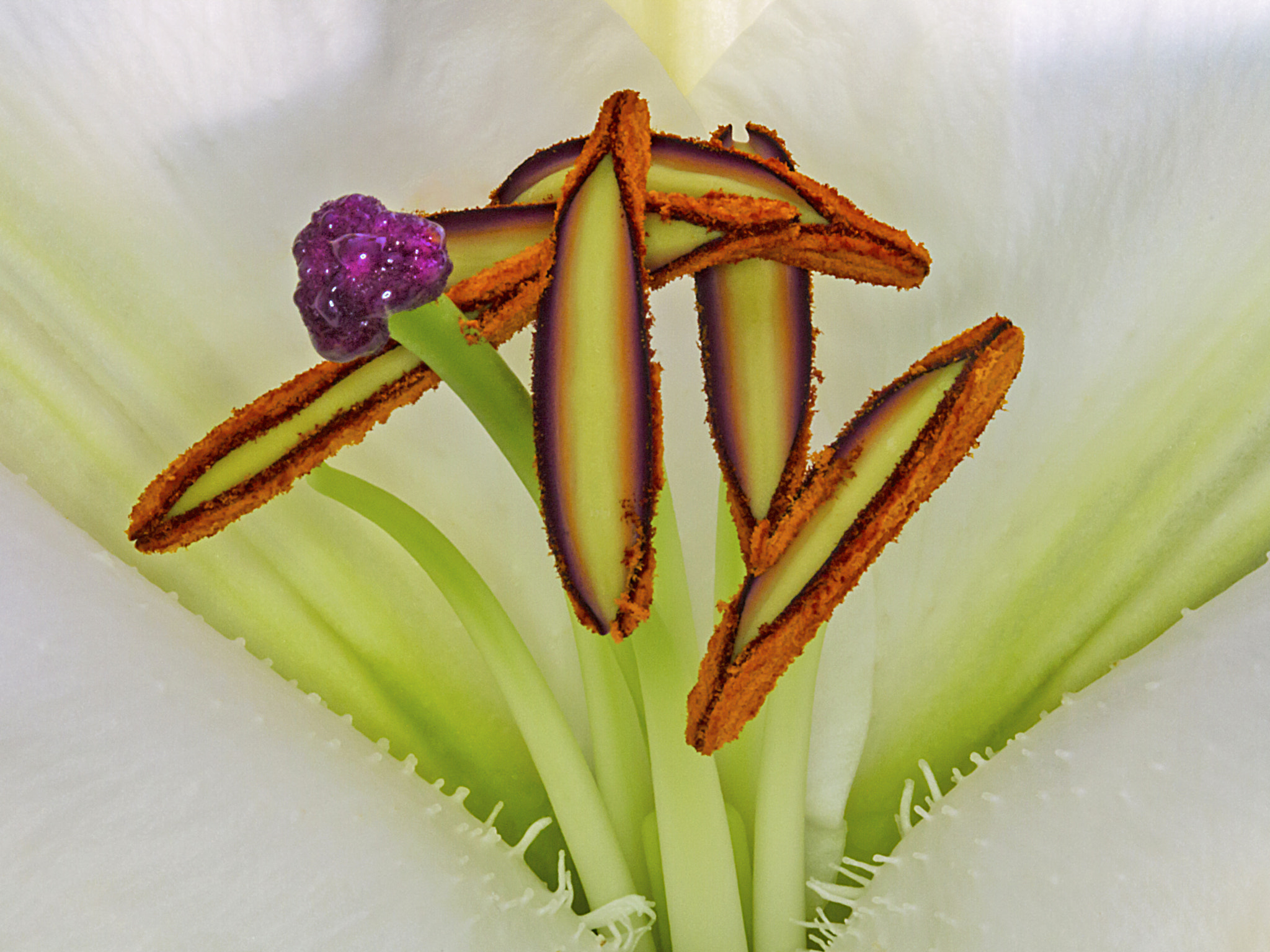 Canon EF 100mm F2.8 Macro USM sample photo. Flower macro - lily photography