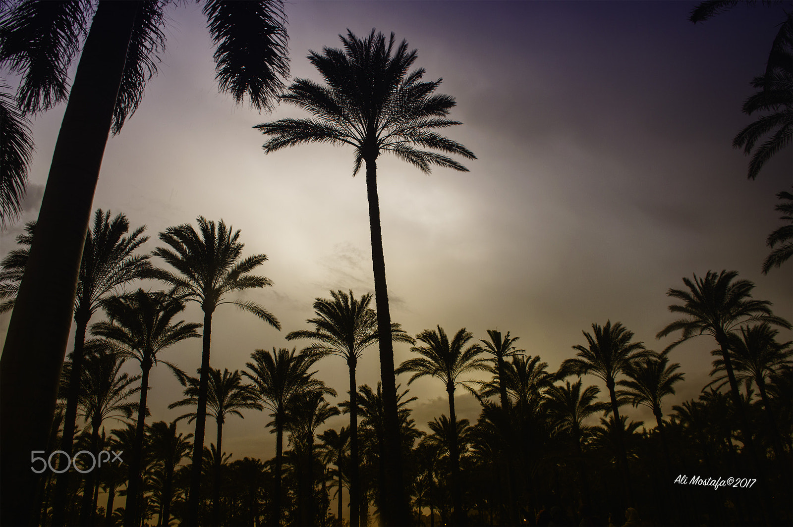 Nikon D3200 sample photo. Palm trees photography