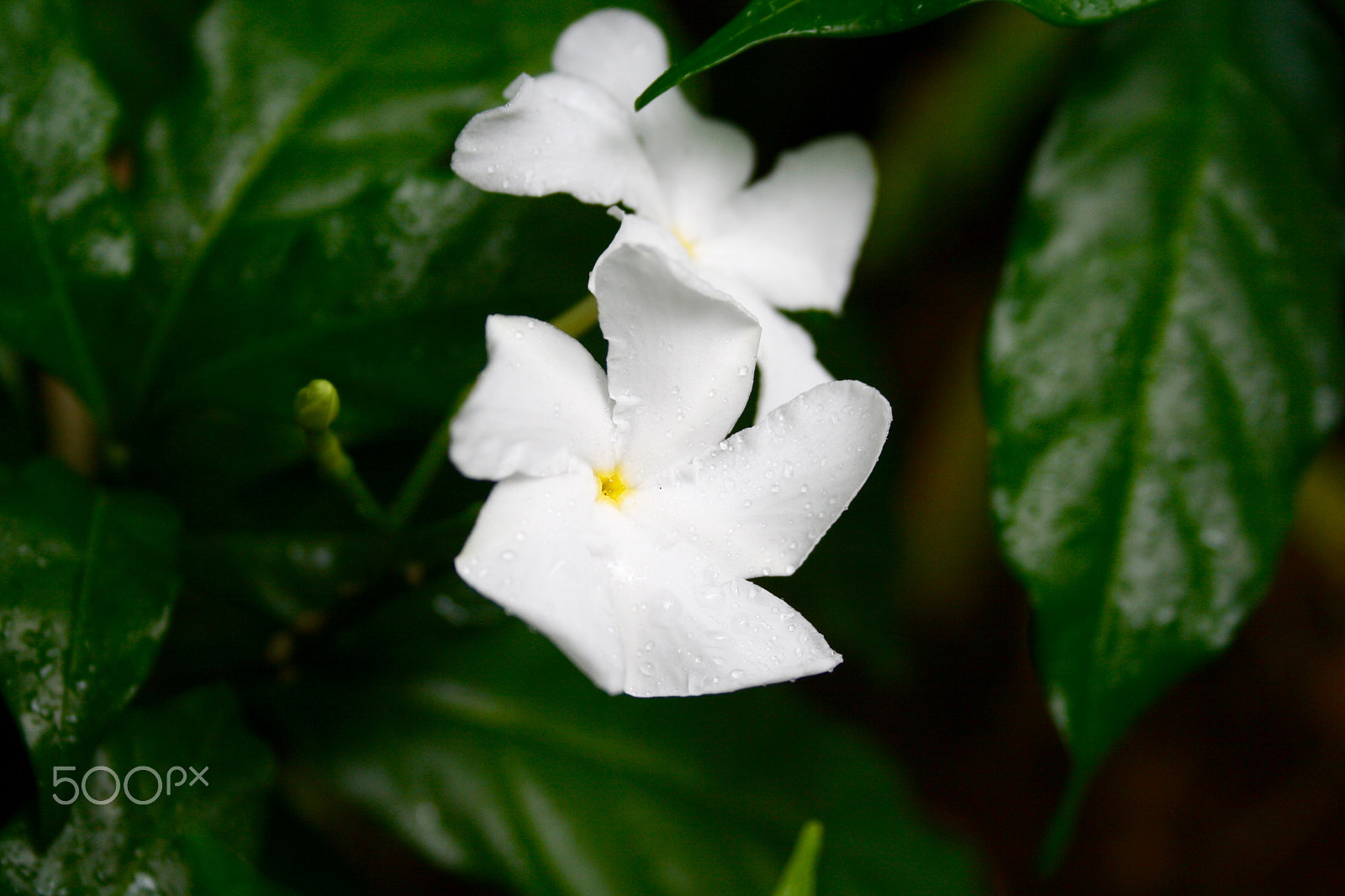 Canon EF-S 18-55mm F3.5-5.6 sample photo. Hawaiian flower photography