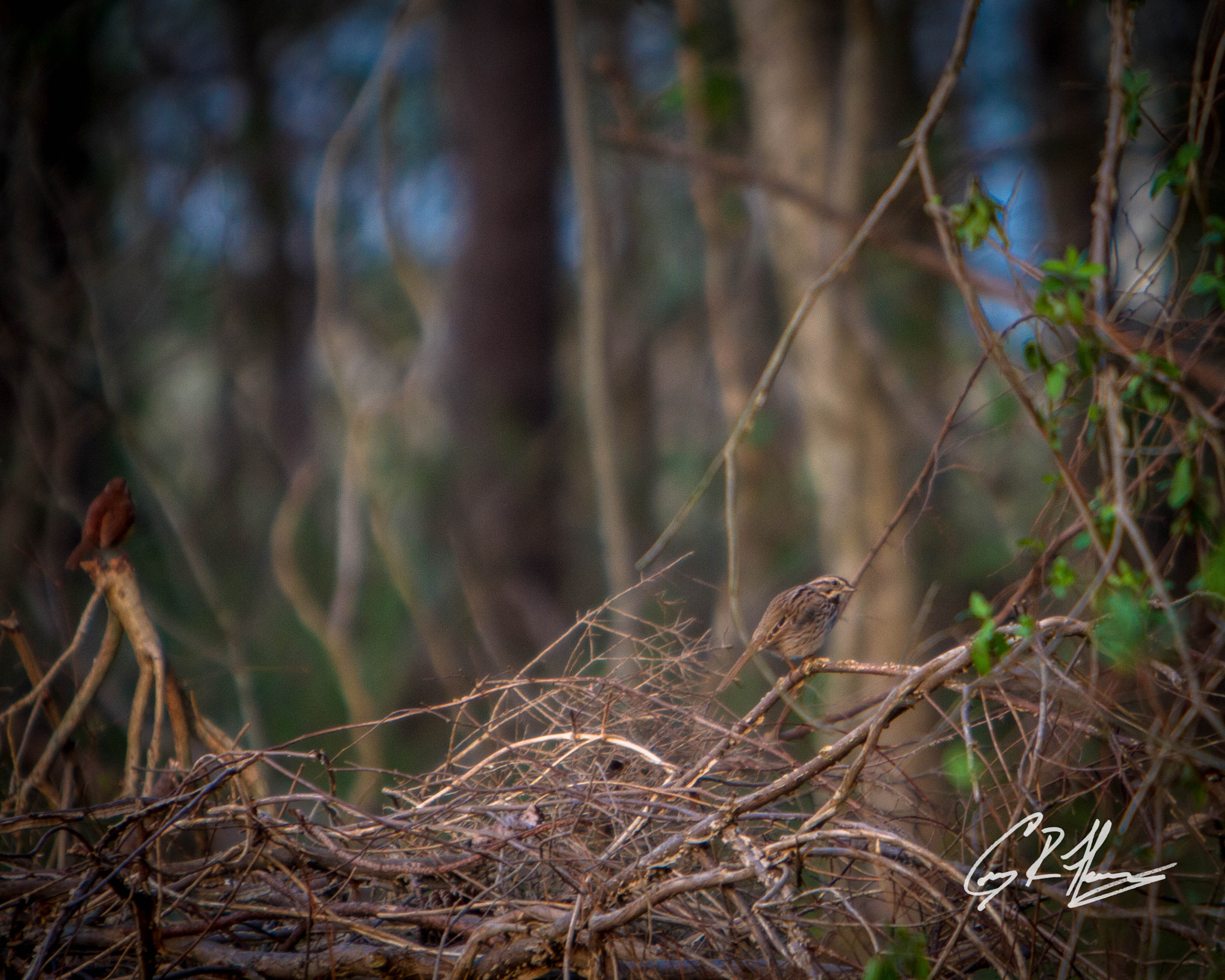 Canon EF 70-200mm F2.8L IS USM sample photo