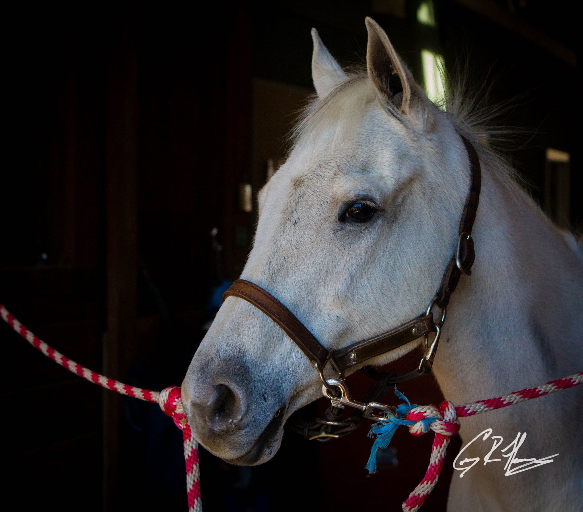 Canon EOS 7D + Canon EF 24-70mm F2.8L USM sample photo