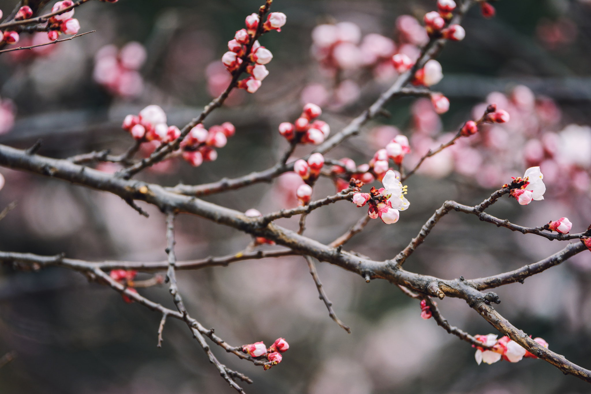 Tamron SP 70-200mm F2.8 Di VC USD sample photo. Spring photography