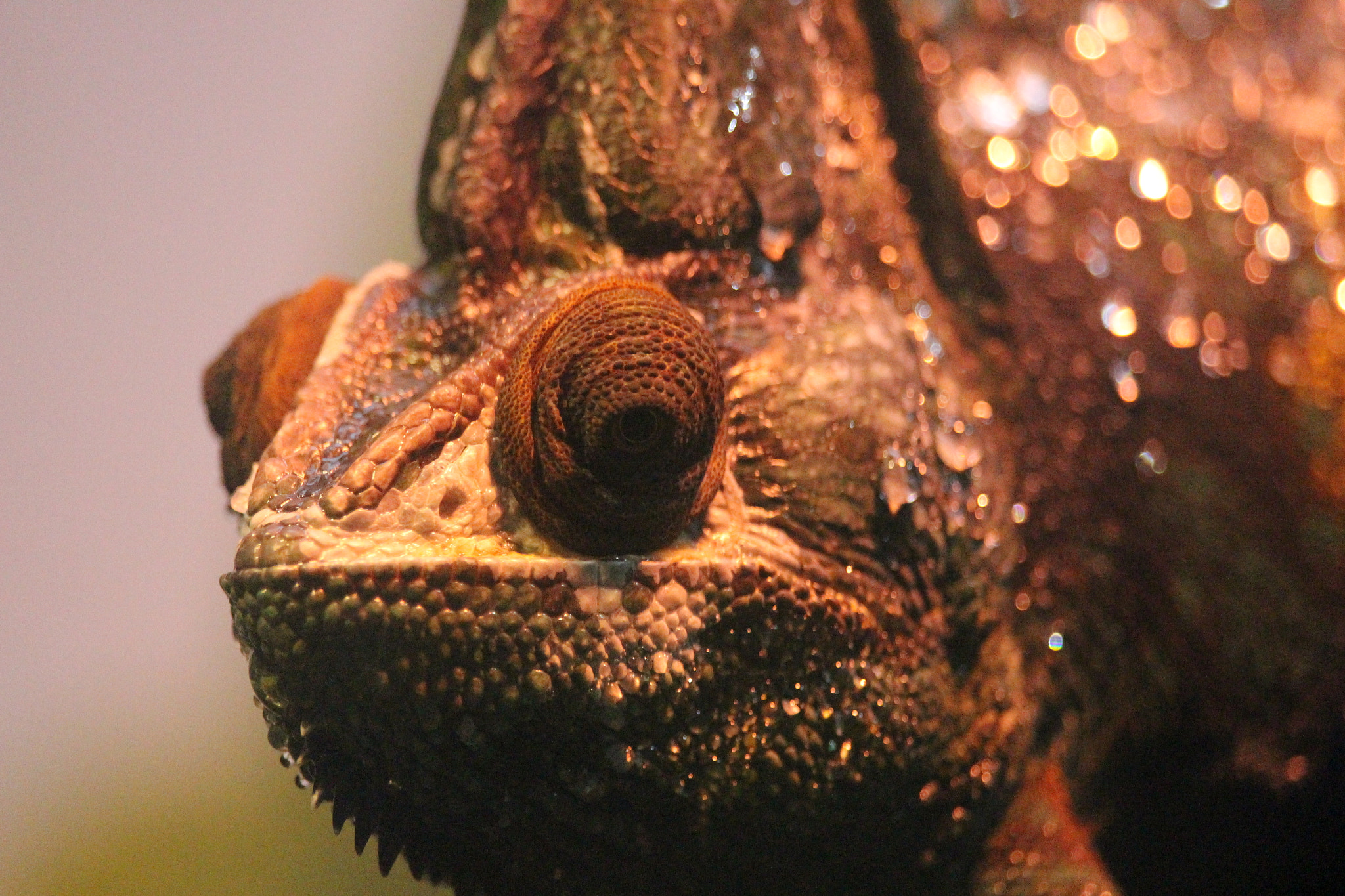 Canon EF-S 55-250mm F4-5.6 IS STM sample photo. Shimmer photography