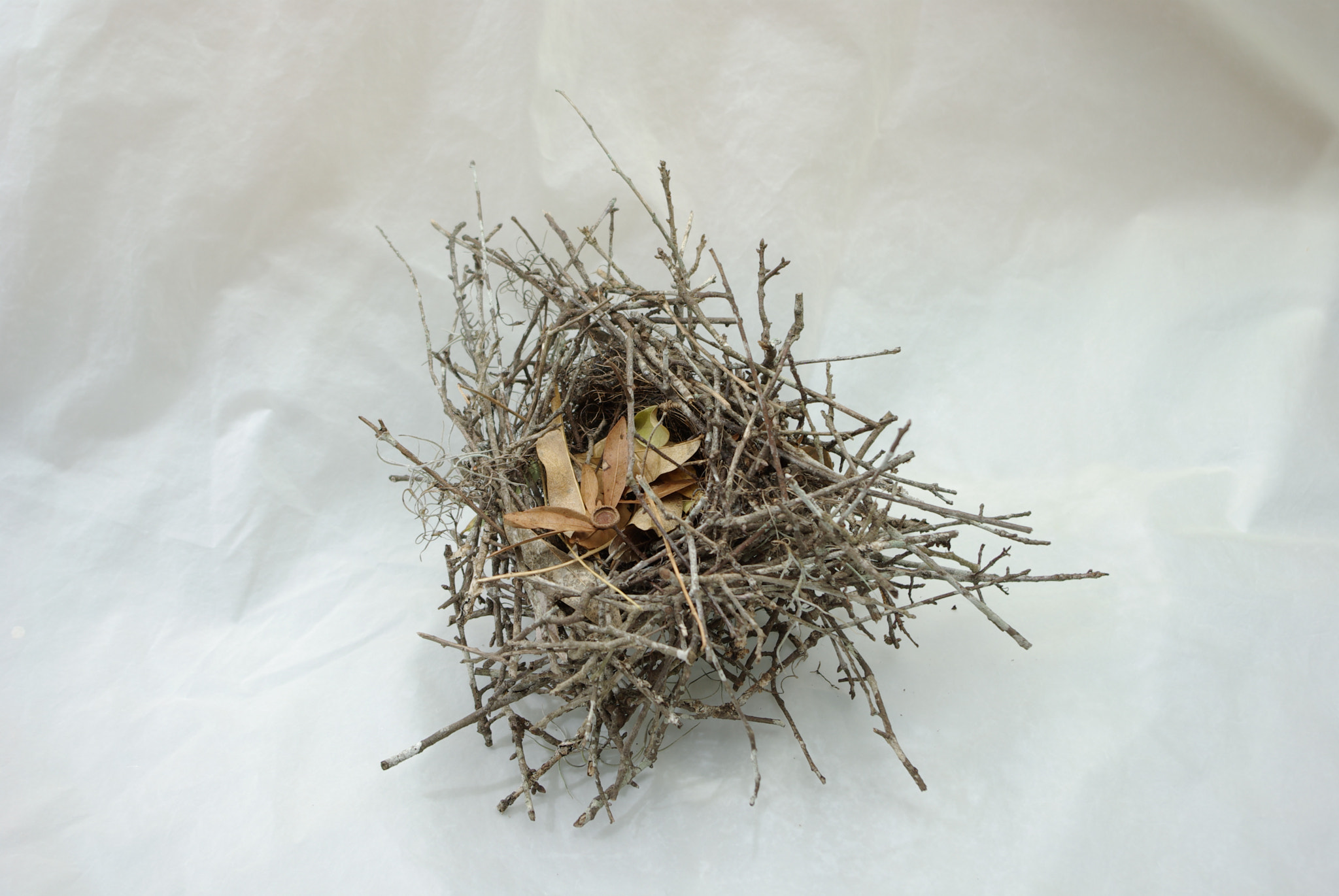 Pentax K10D sample photo. Bird nest photography