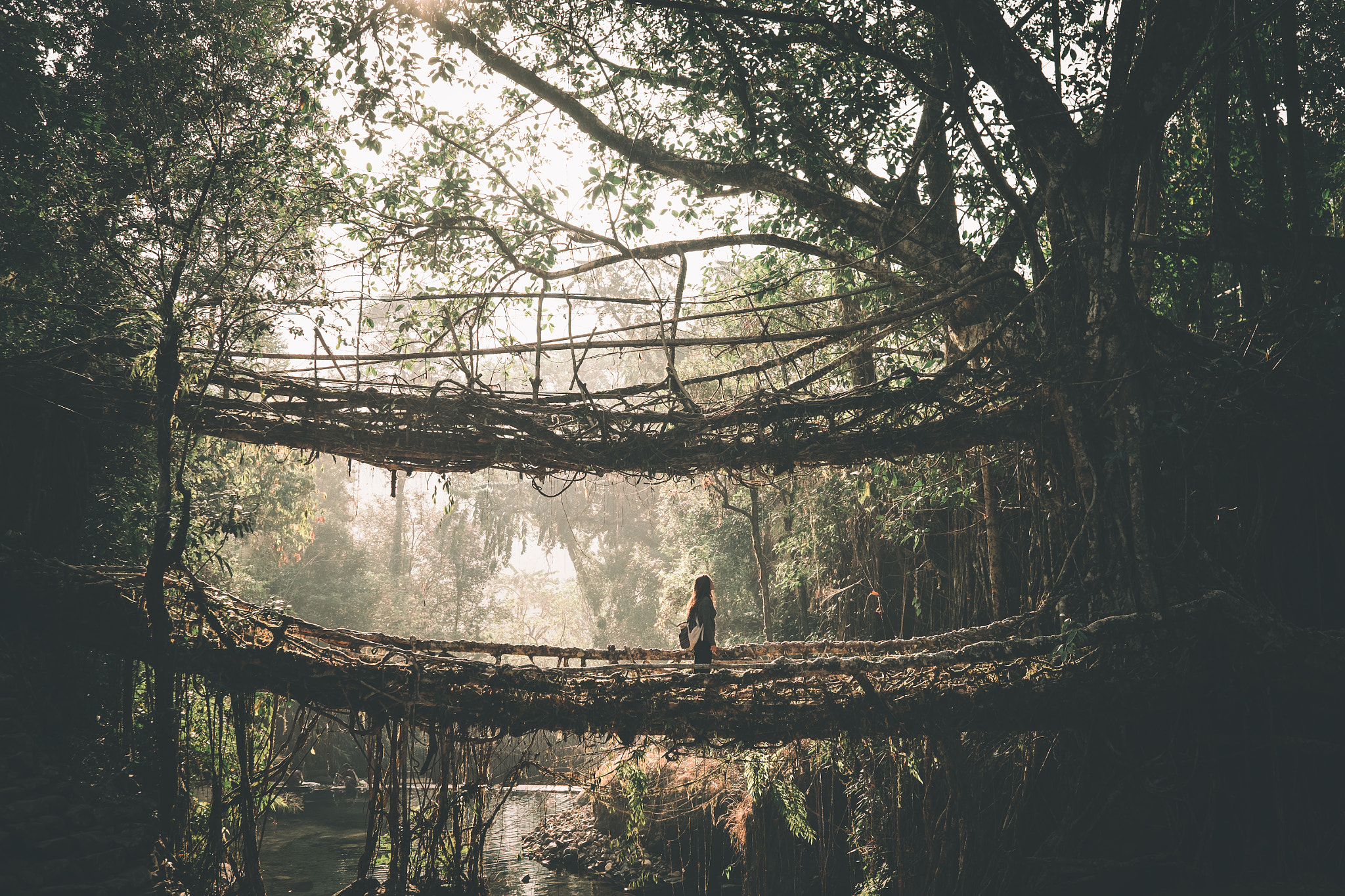 Fujifilm XF 23mm F1.4 R sample photo. Living root bridges photography