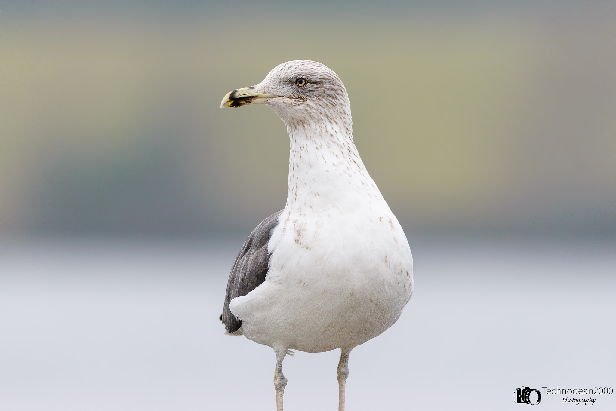 Nikon D610 + Sigma 150-600mm F5-6.3 DG OS HSM | C sample photo. One eye on me photography