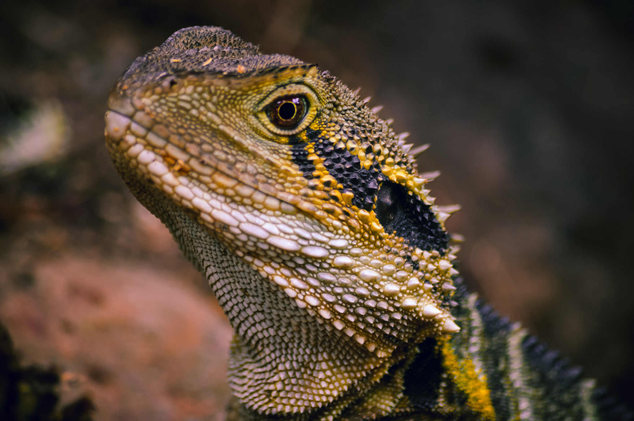 Pentax K-r + smc PENTAX-DA L 50-200mm F4-5.6 ED sample photo. Lizard photography