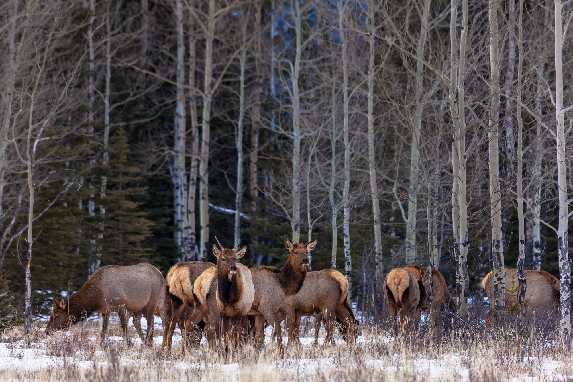 Canon EOS 5D Mark II + Canon EF 100-400mm F4.5-5.6L IS USM sample photo. Kananaskis elk herd photography