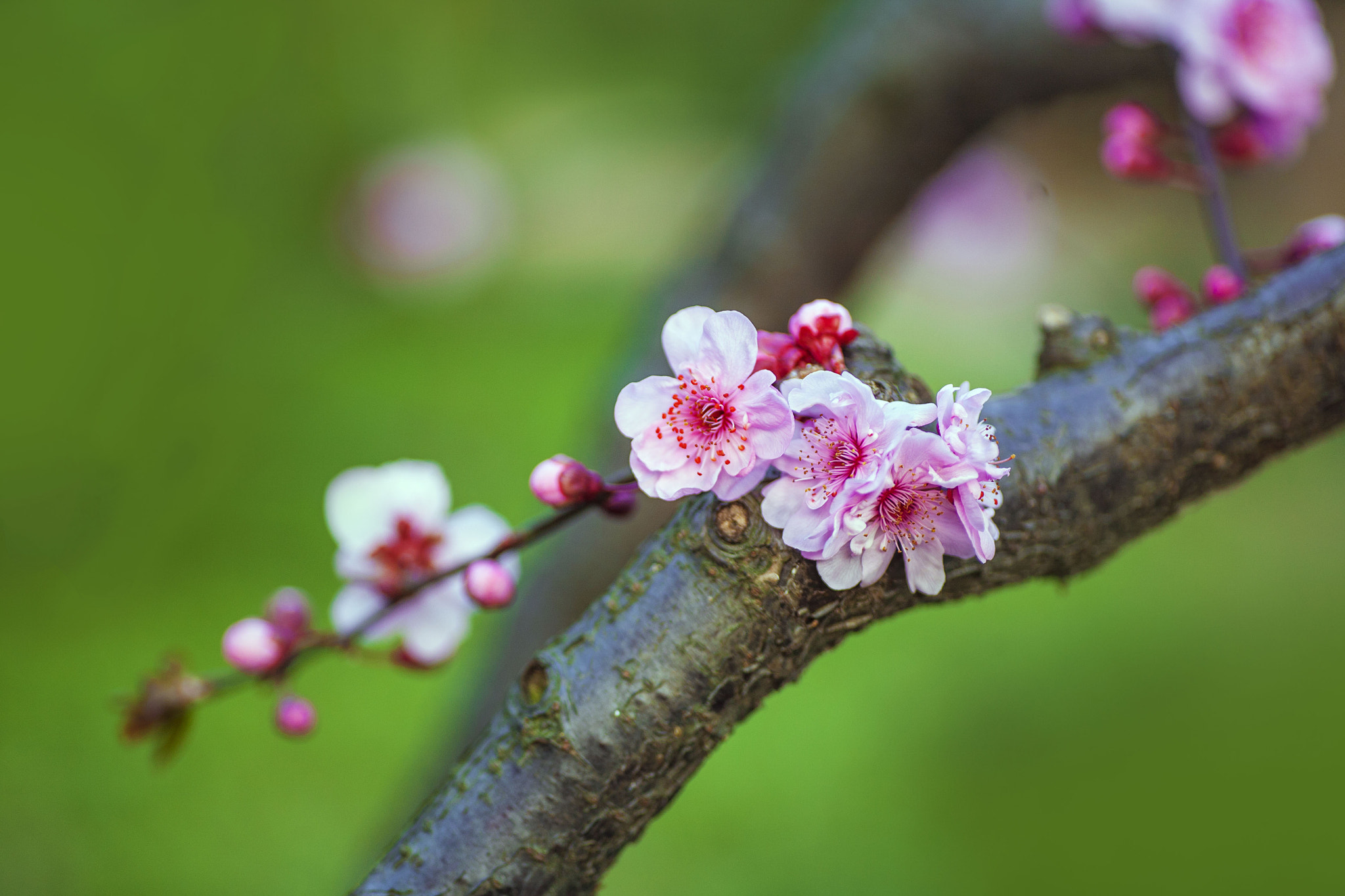 Tamron SP AF 90mm F2.8 Di Macro sample photo. Mg photography