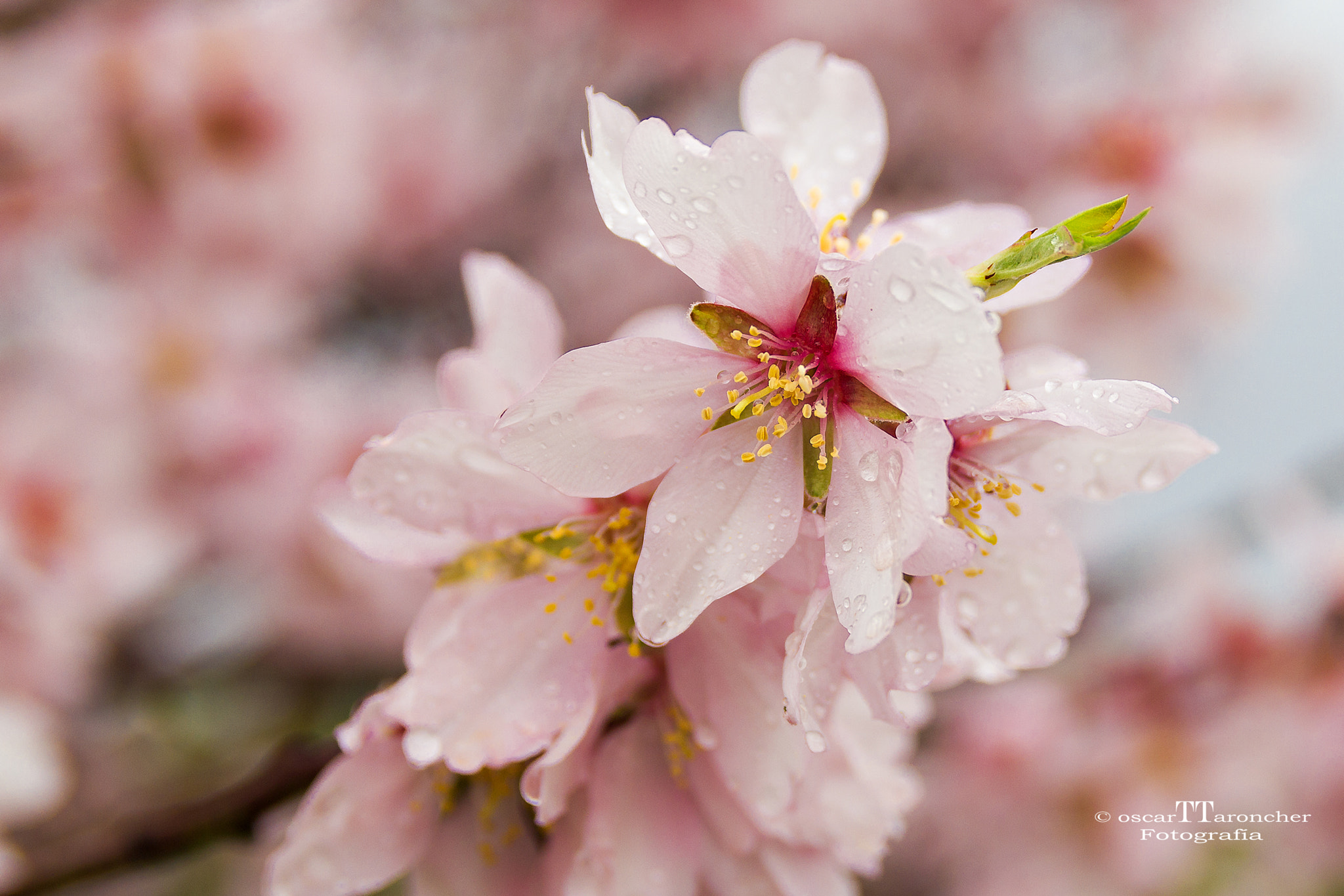 Sigma 18-50mm f/2.8 Macro sample photo. Almond blossoms photography