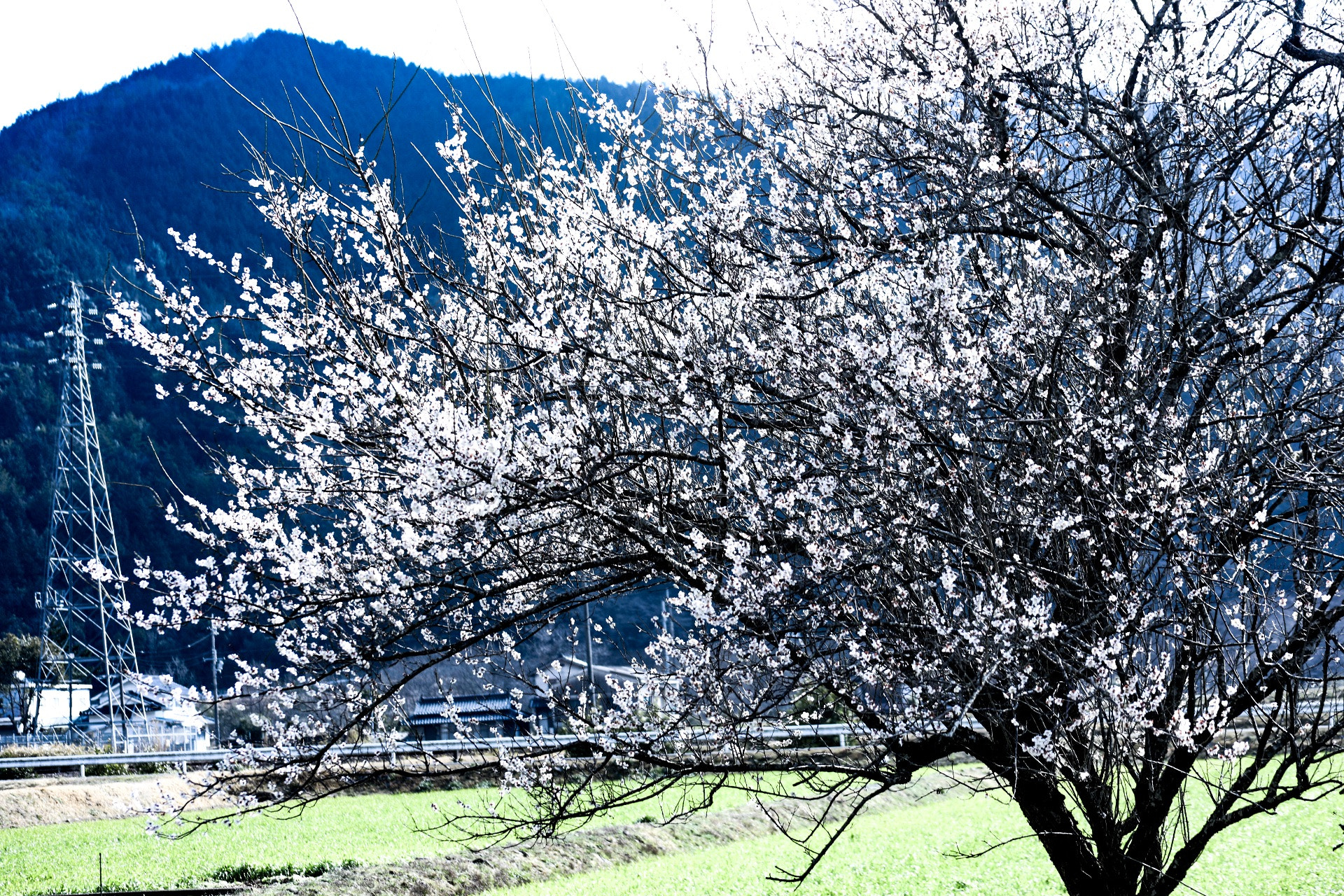 EF75-300mm f/4-5.6 sample photo. Plum blossom photography