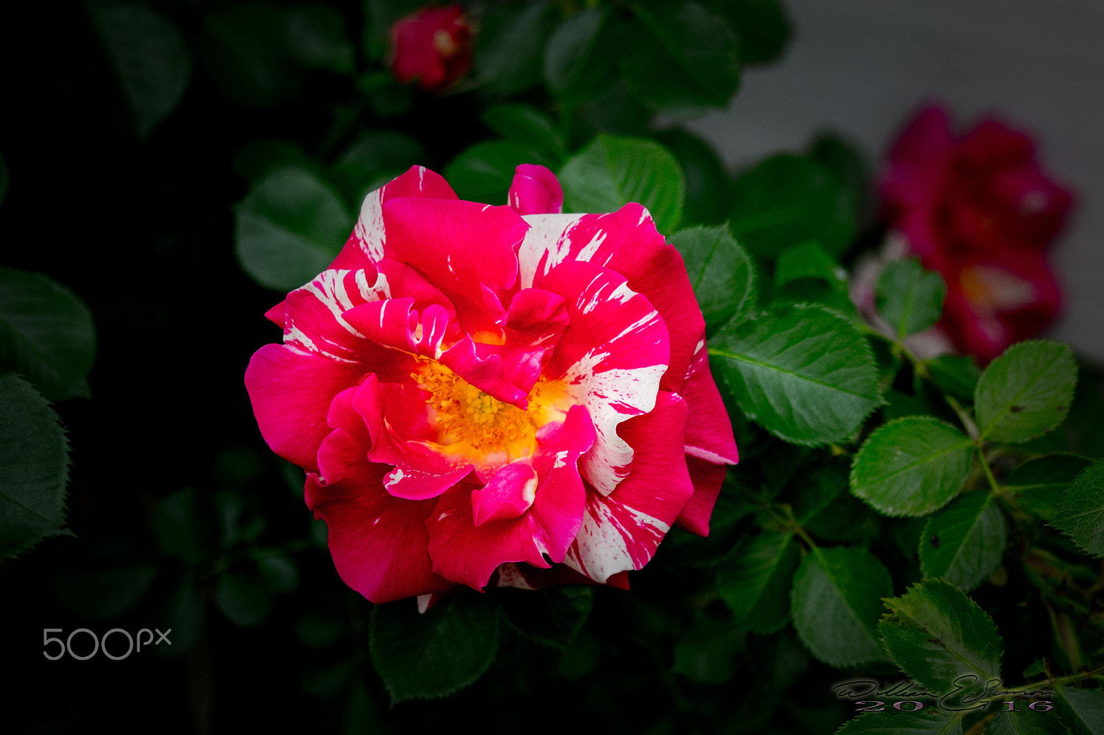 Canon EF 35-80mm f/4-5.6 sample photo. 7845.jpg photography