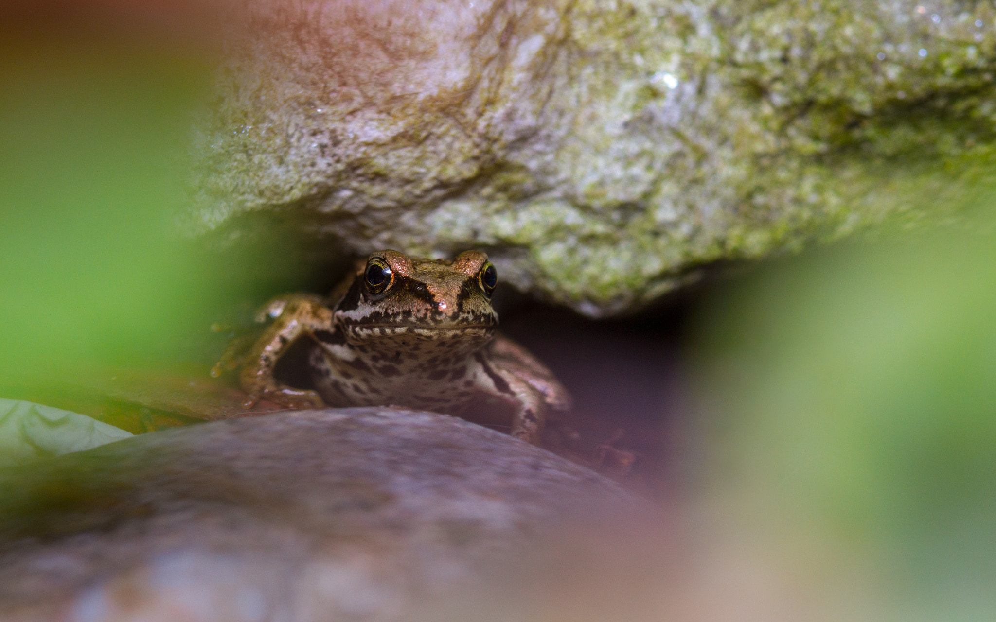 Canon EF 100mm F2.8 Macro USM sample photo. Common frog (rana temporaria) photography