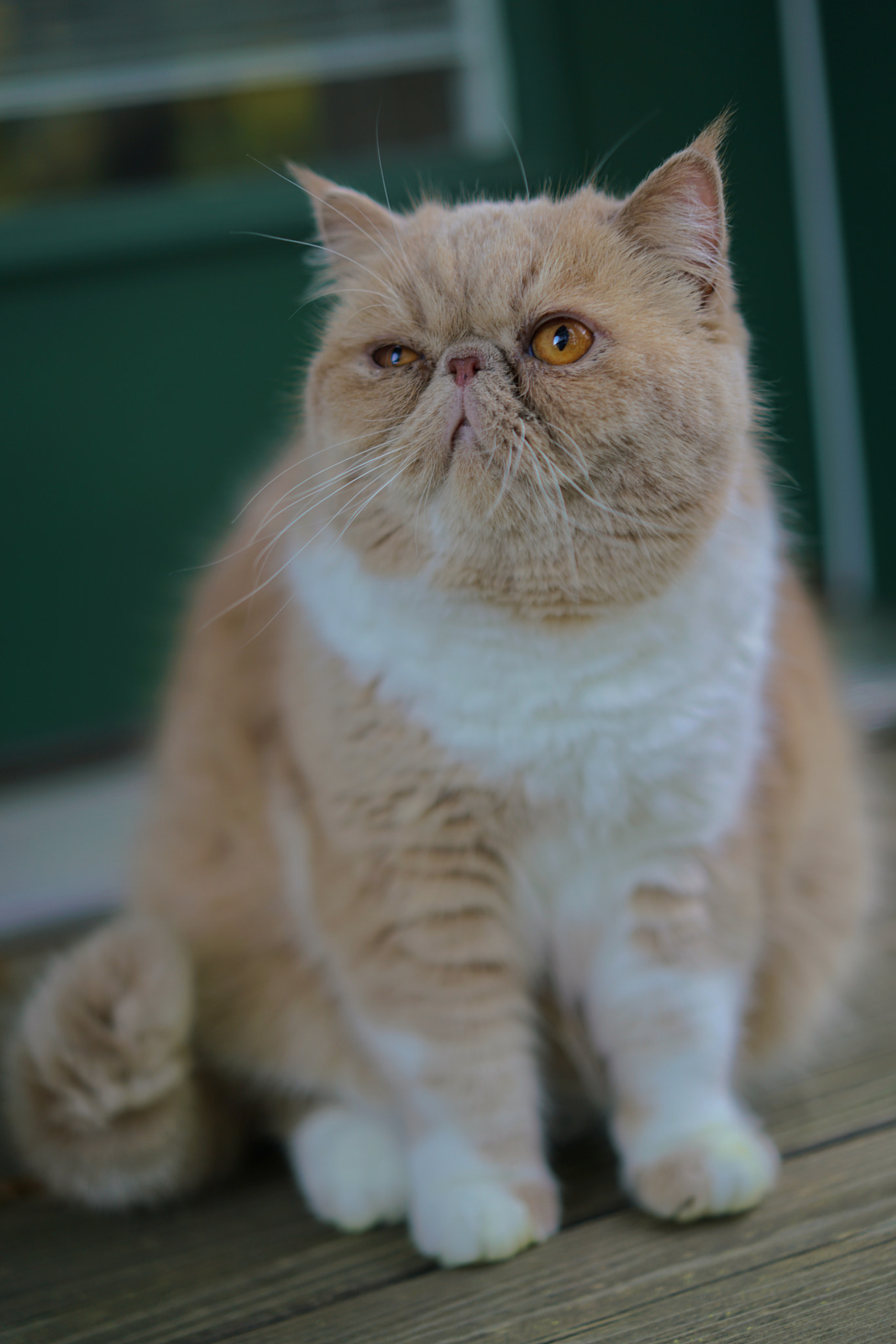 Sony a7R II + Sony Sonnar T* FE 55mm F1.8 ZA sample photo. My fat cat photography