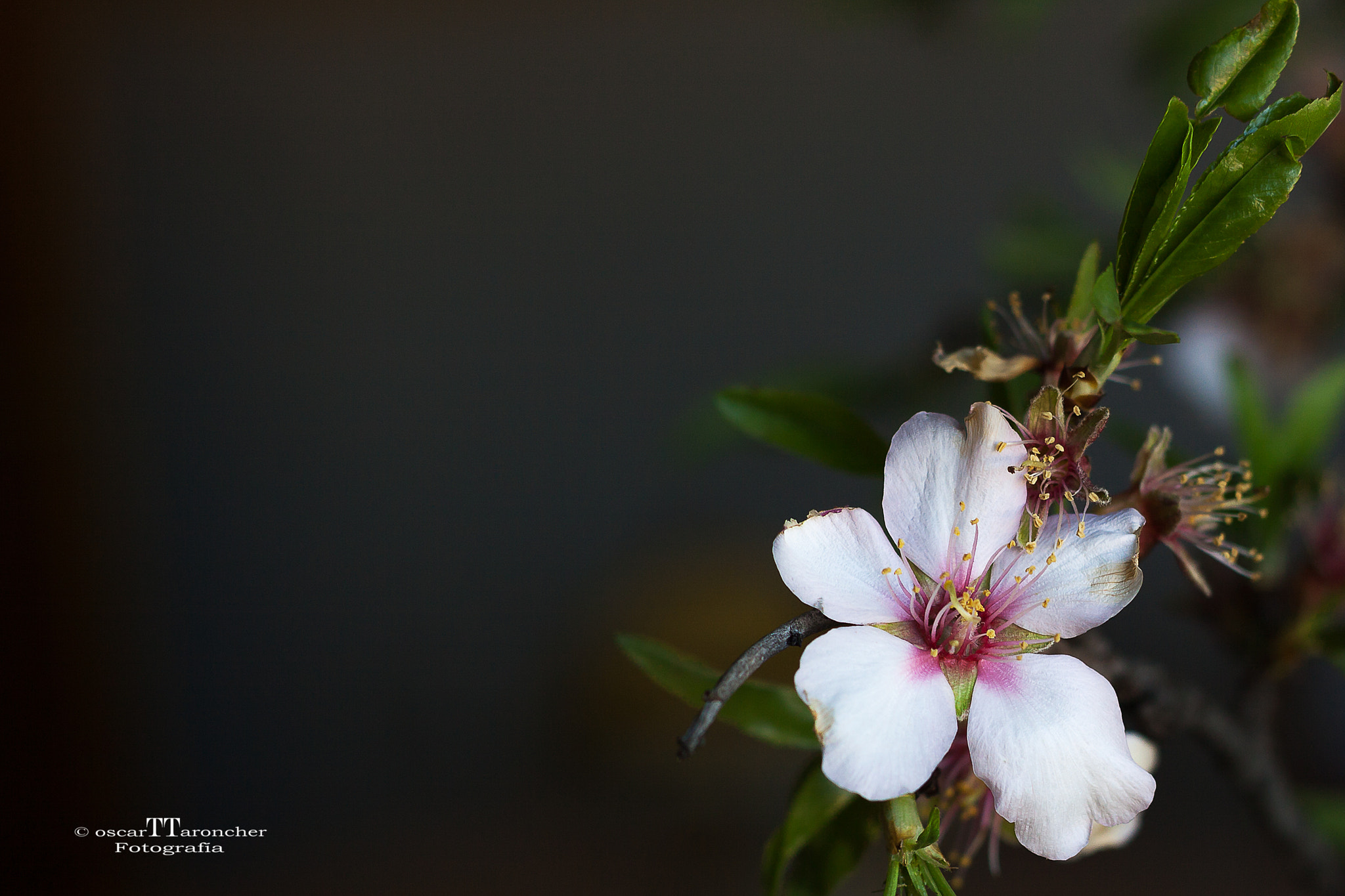 Canon EOS 50D + Canon EF 50mm F1.8 II sample photo. A flower in my kitchen photography