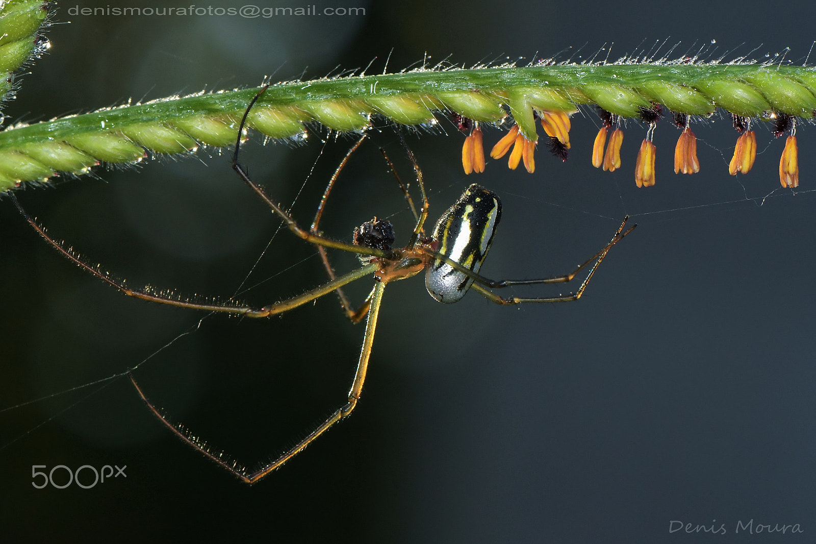 Nikon D500 sample photo. Aranha photography