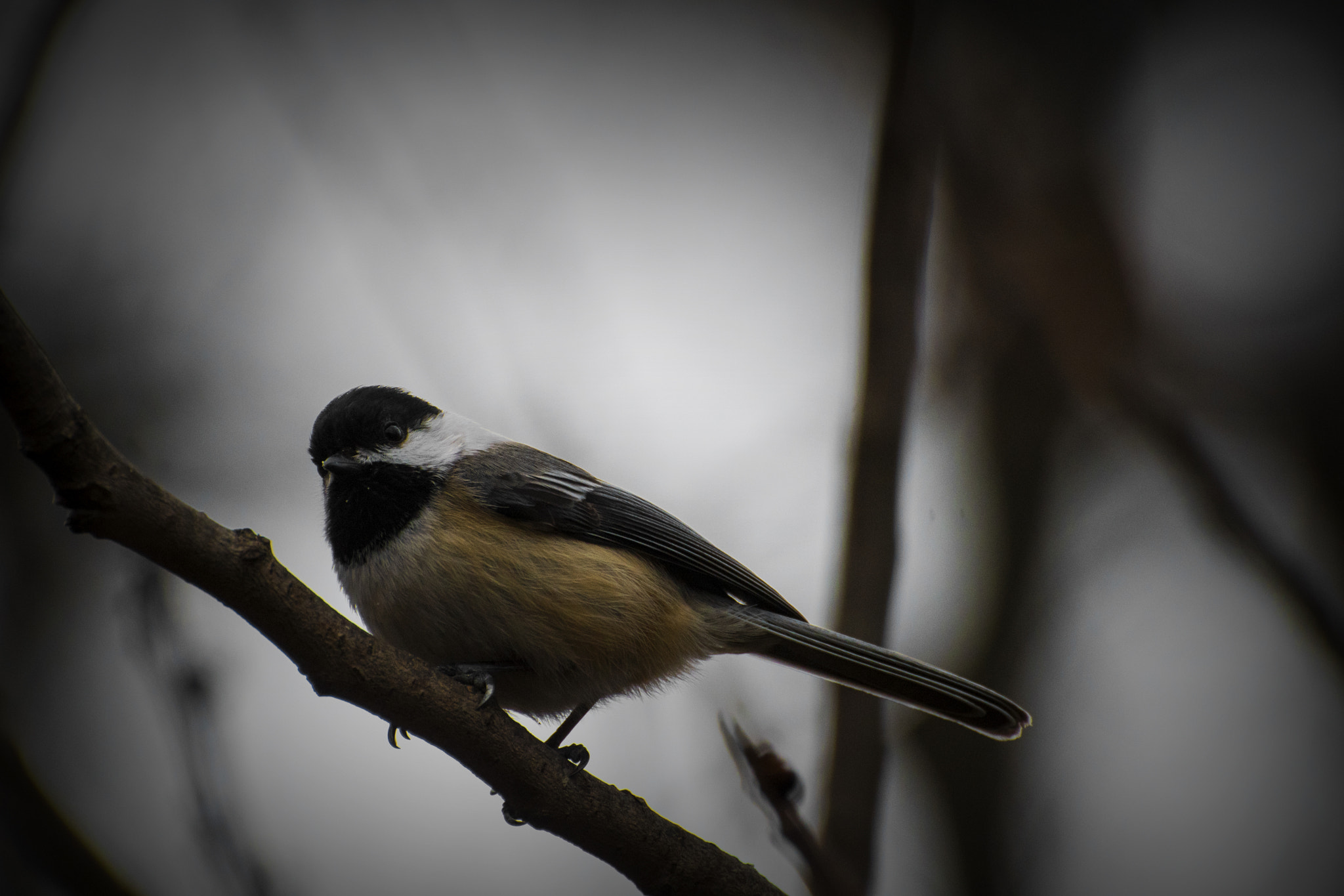 Nikon D500 sample photo. Black-capped chickadee. windsor, on. photography