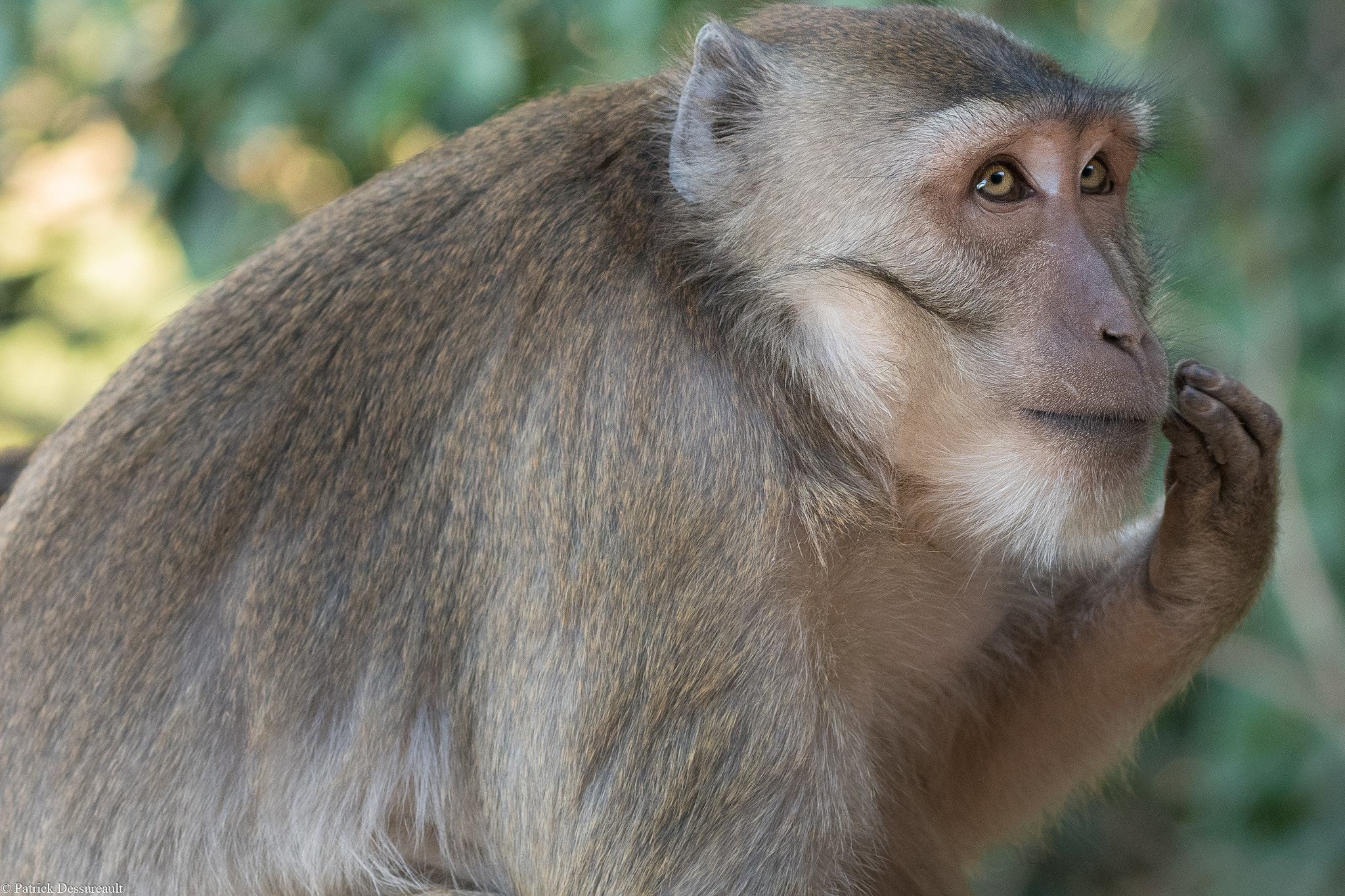 Nikon D810 + Nikon AF-S Nikkor 85mm F1.8G sample photo. Monkey hpa an myanmar photography