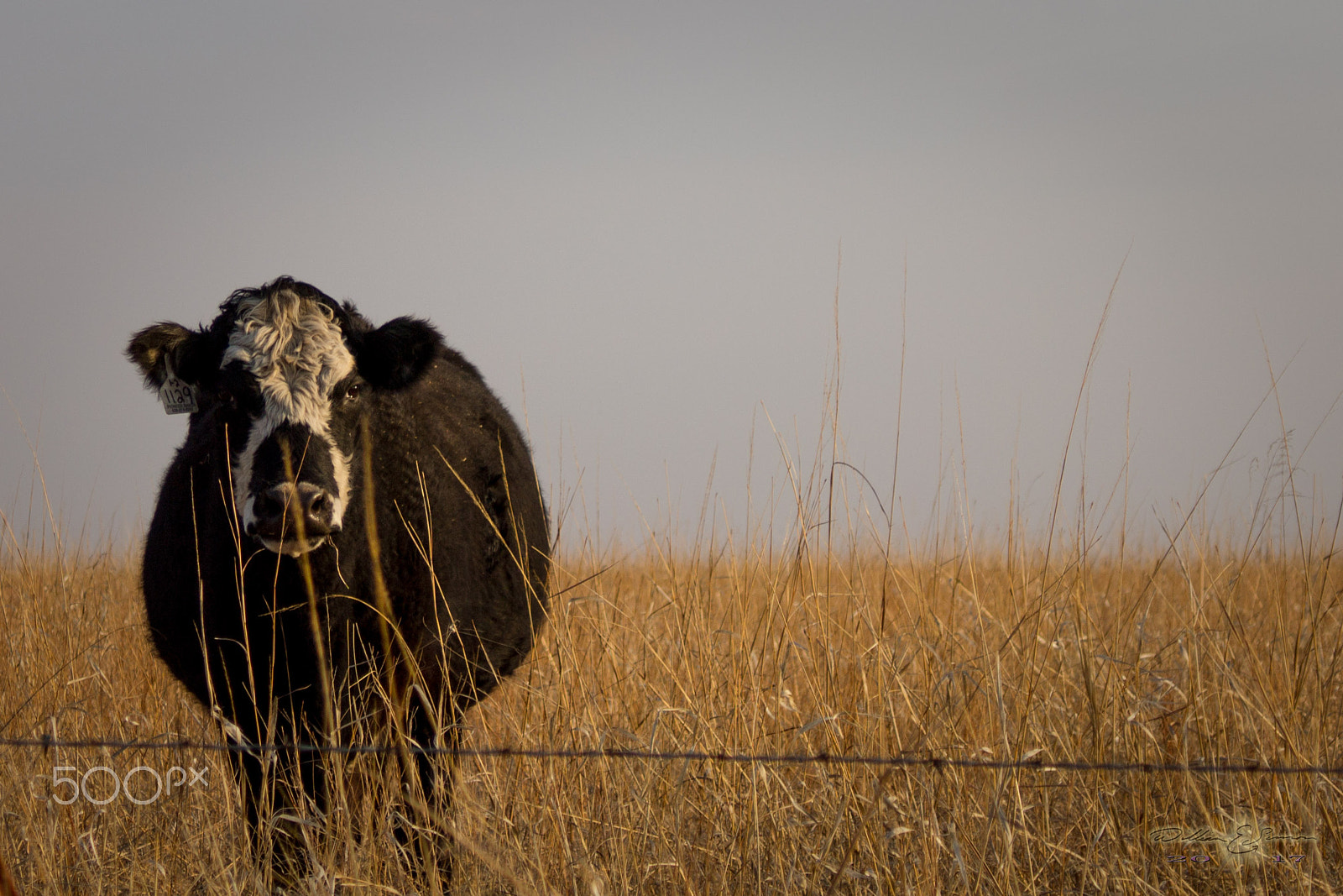 Canon EF 35-80mm f/4-5.6 sample photo. Img photography