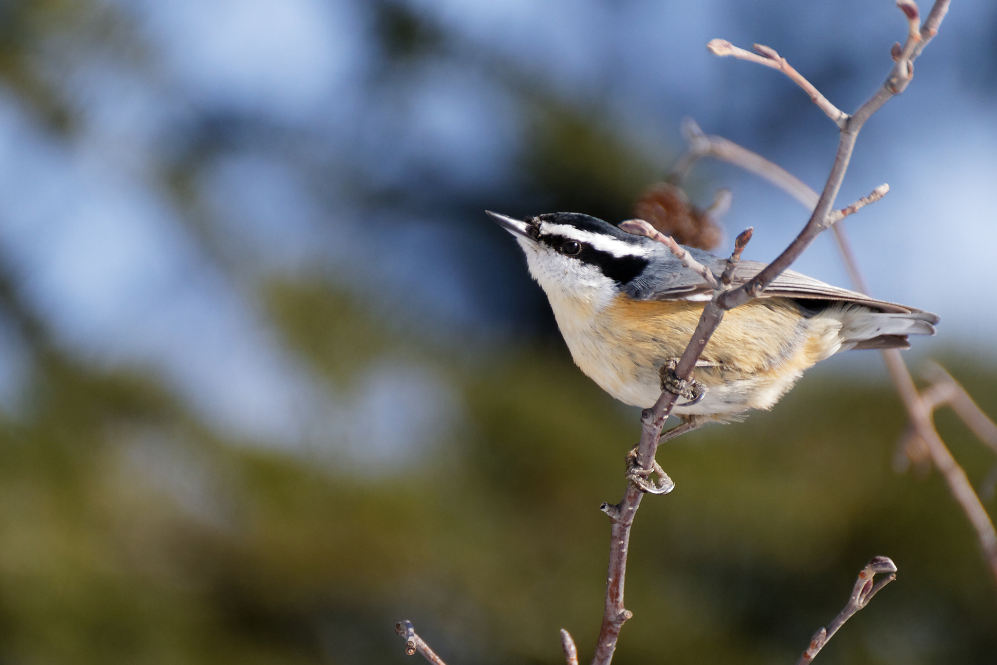 Canon EOS 7D + Tamron SP 35mm F1.8 Di VC USD sample photo. Red-breasted nuthatch photography