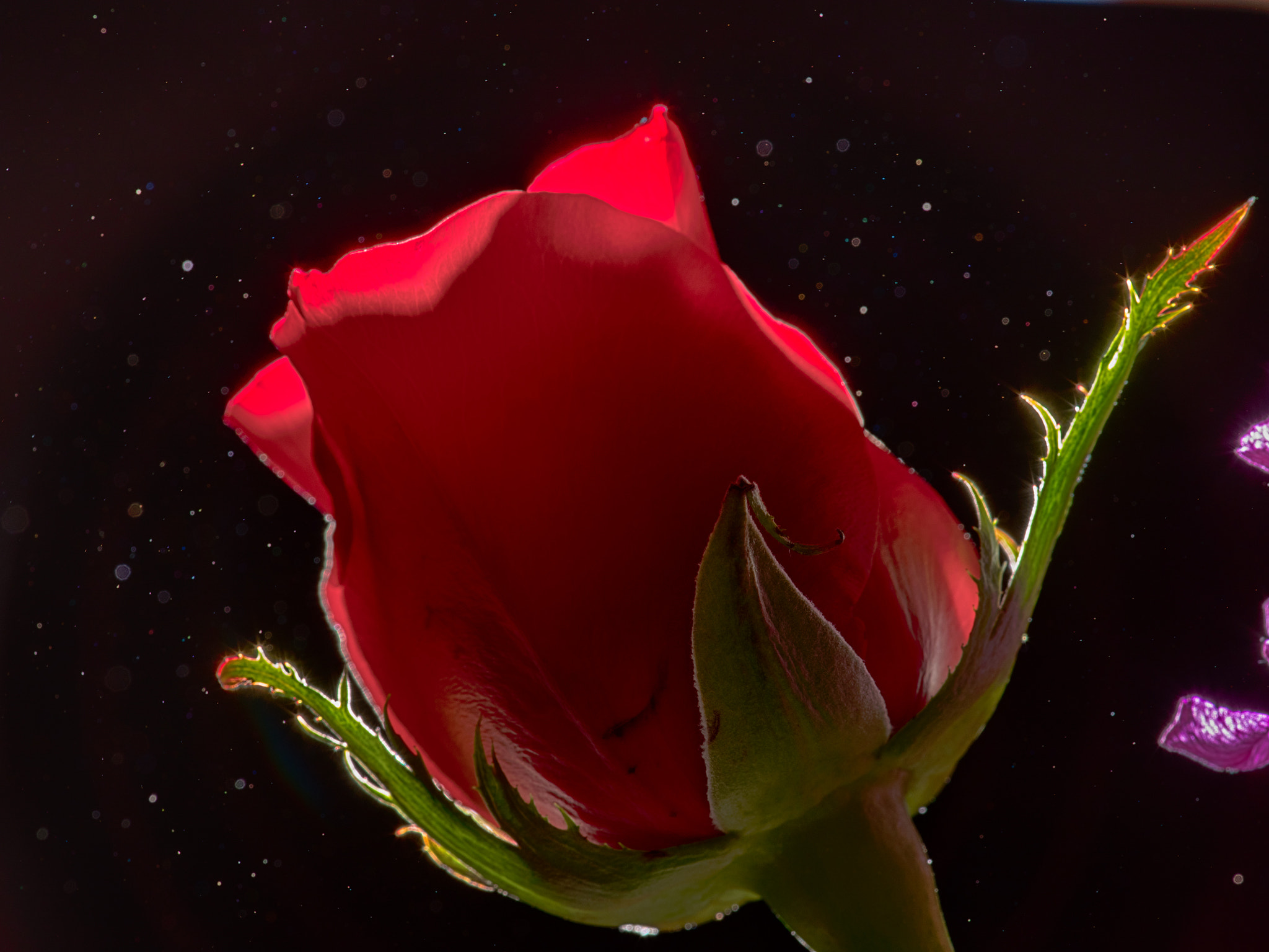 Pentax K-1 sample photo. Rose photography