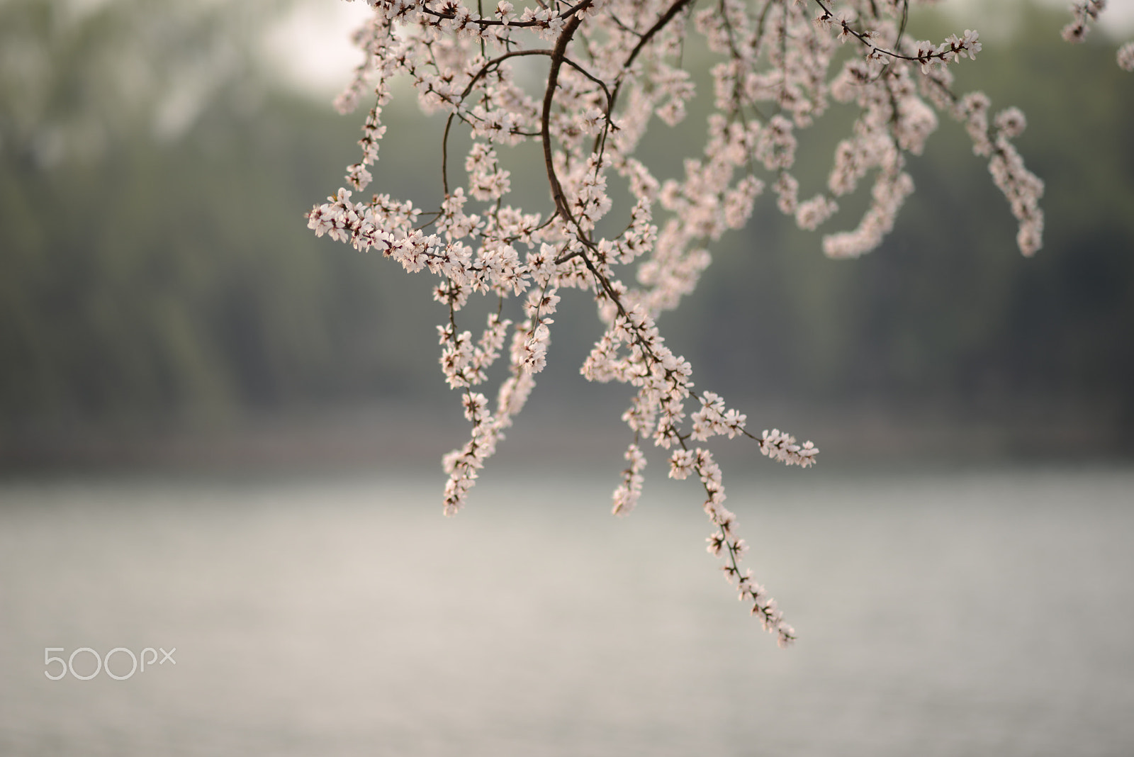 Manual Lens No CPU sample photo. Where the heart blossoms; photography