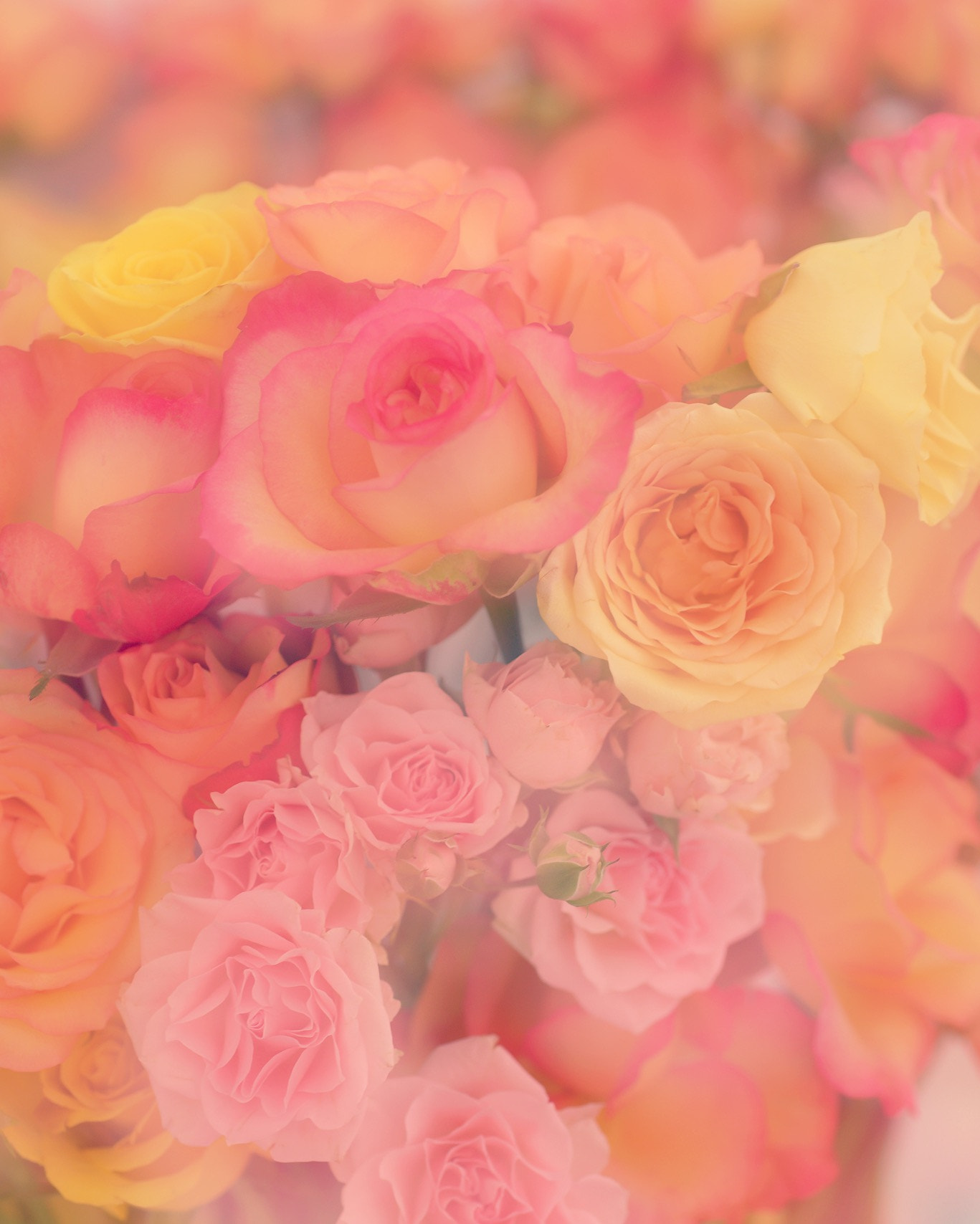 Nikon D800E + Nikon AF Micro-Nikkor 60mm F2.8D sample photo. Flower show photography