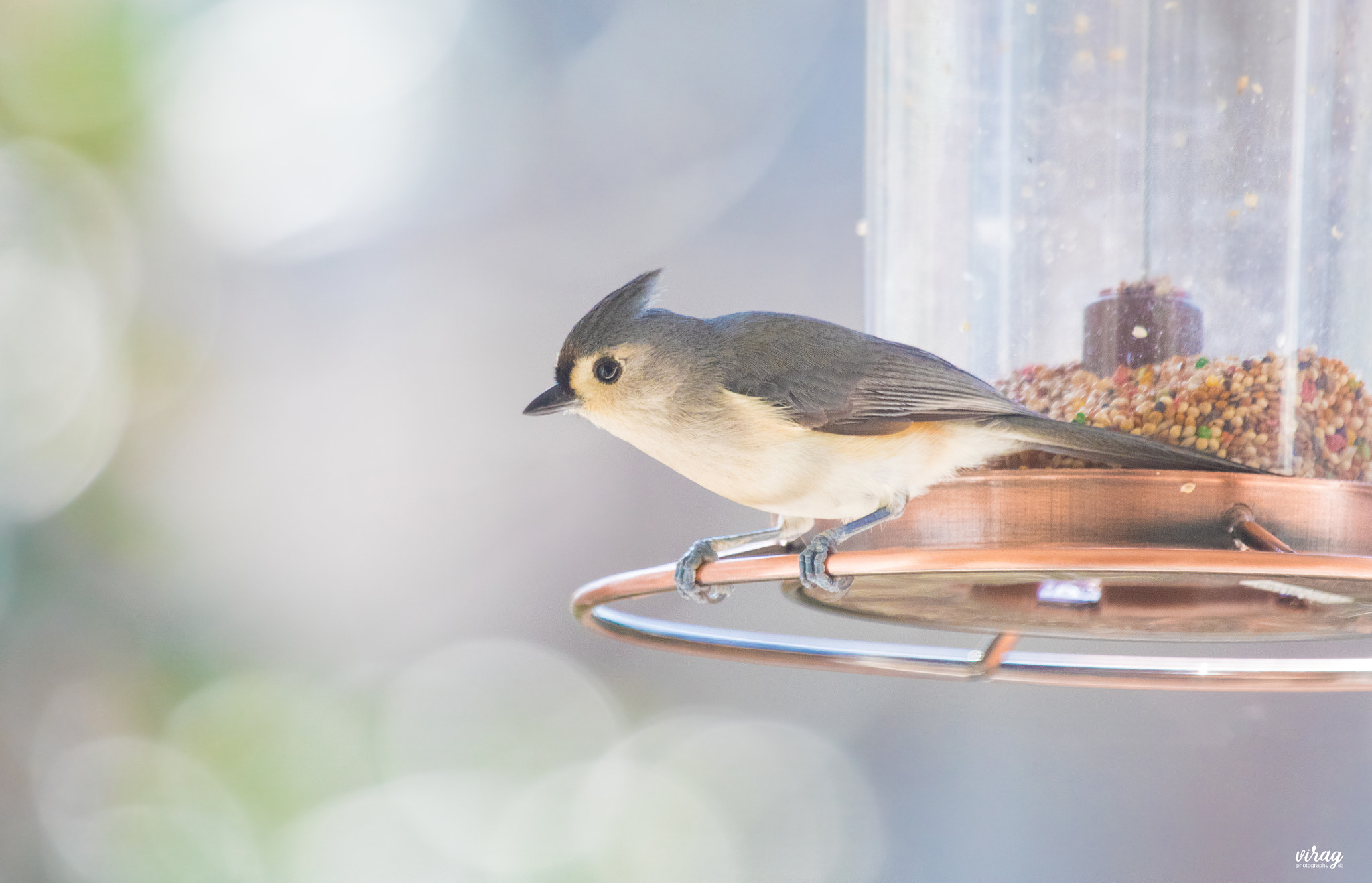 Canon EF 100-400mm F4.5-5.6L IS USM sample photo. Tufted titmouse photography