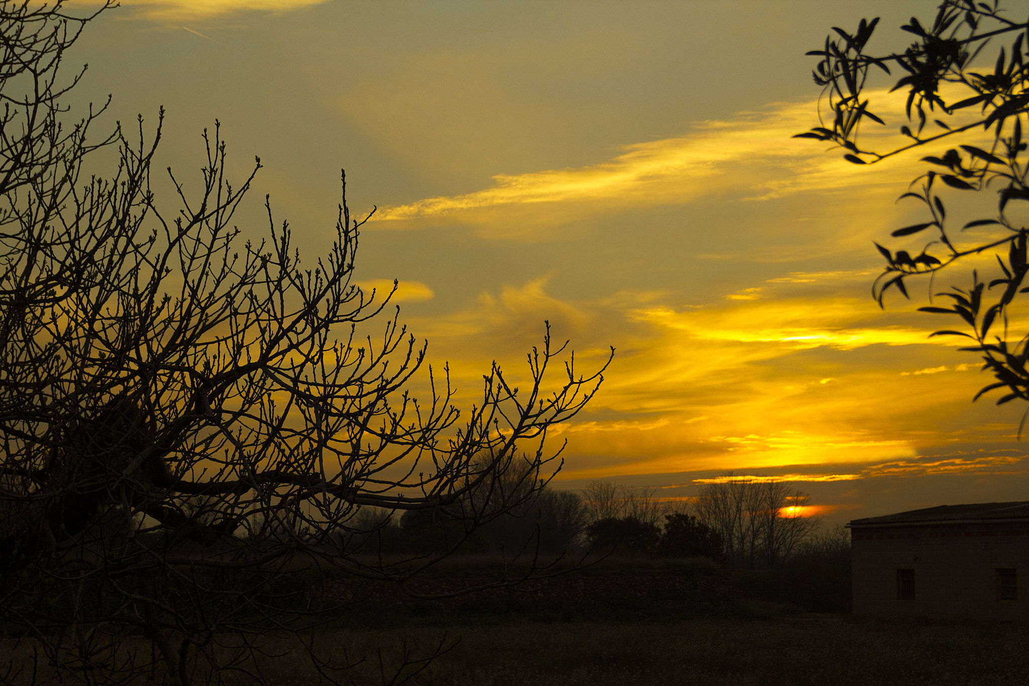 Canon EOS 550D (EOS Rebel T2i / EOS Kiss X4) + Sigma 18-50mm f/2.8 Macro sample photo. Trees and sunset photography