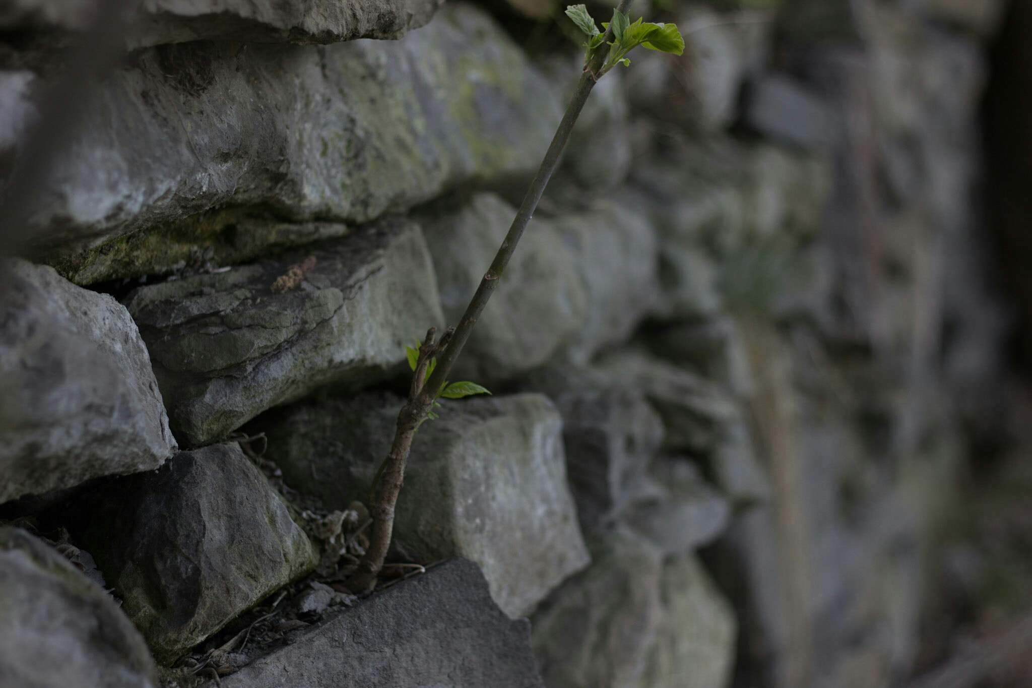 Canon EOS 600D (Rebel EOS T3i / EOS Kiss X5) sample photo. Twig in the wall photography