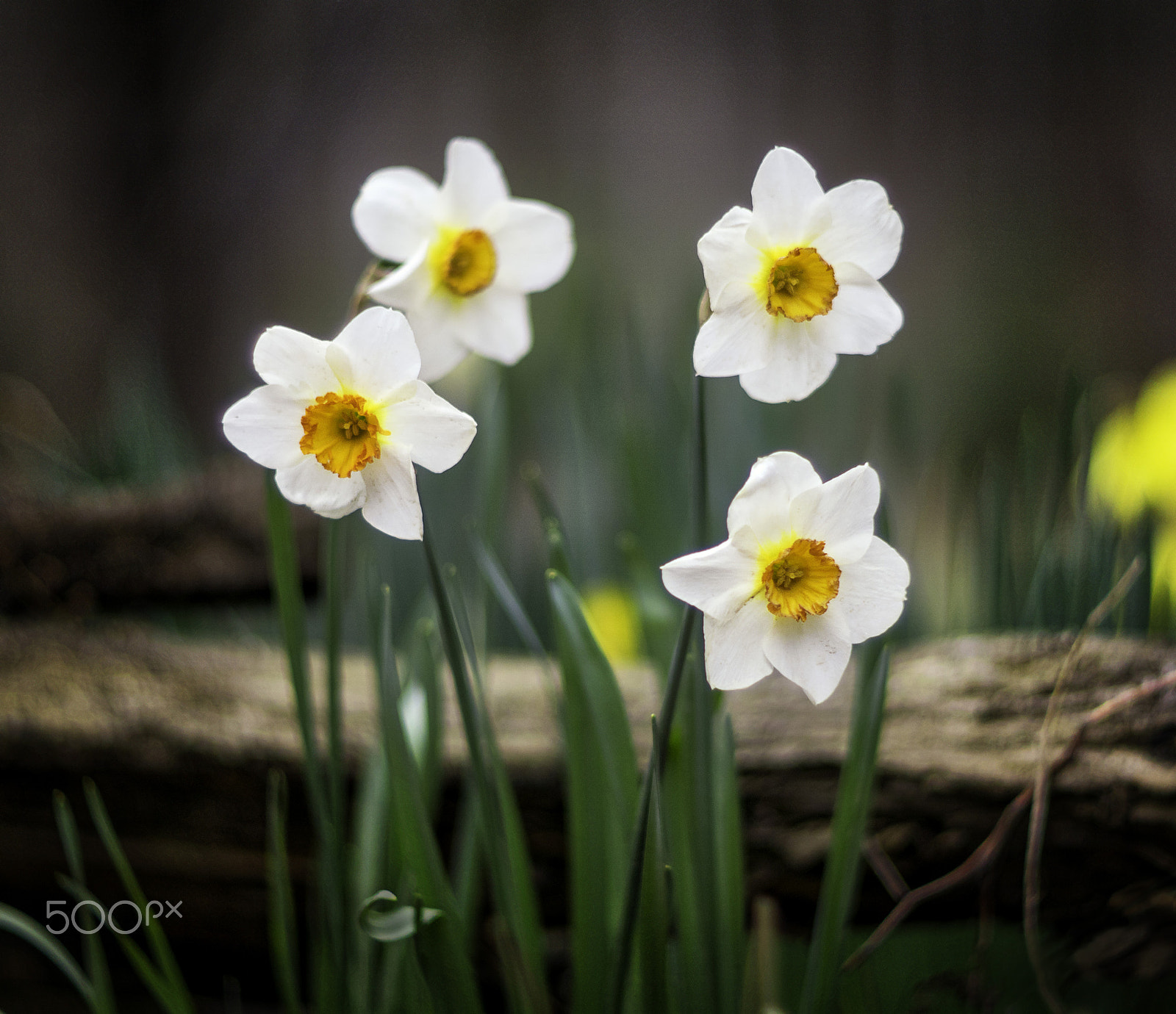 Sony ILCA-77M2 + Minolta AF 50mm F1.7 sample photo. Daffodil garden photography