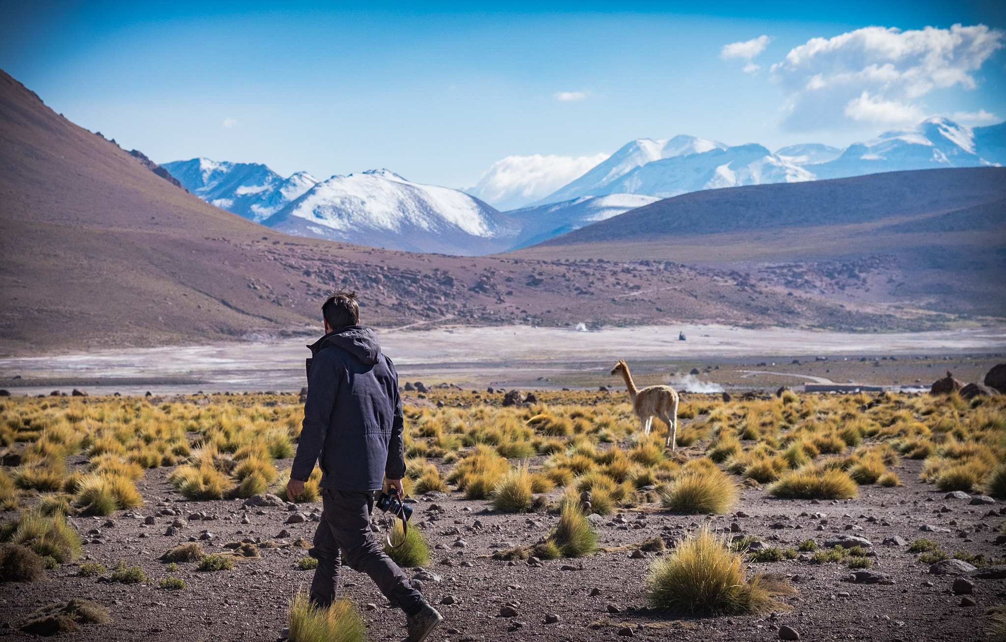 Fujifilm X-T1 + Fujifilm XF 60mm F2.4 R Macro sample photo. Chilean lama photography