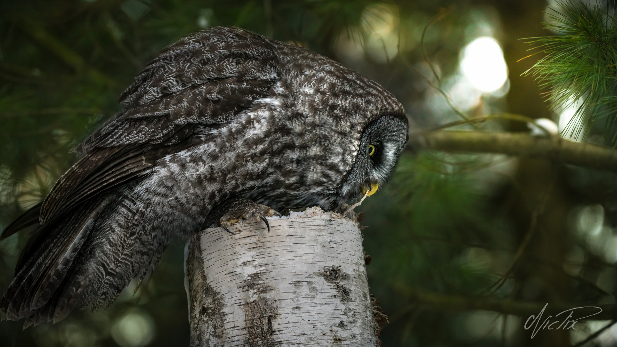 Sony a7R II sample photo. Great gray owl on a different angle photography