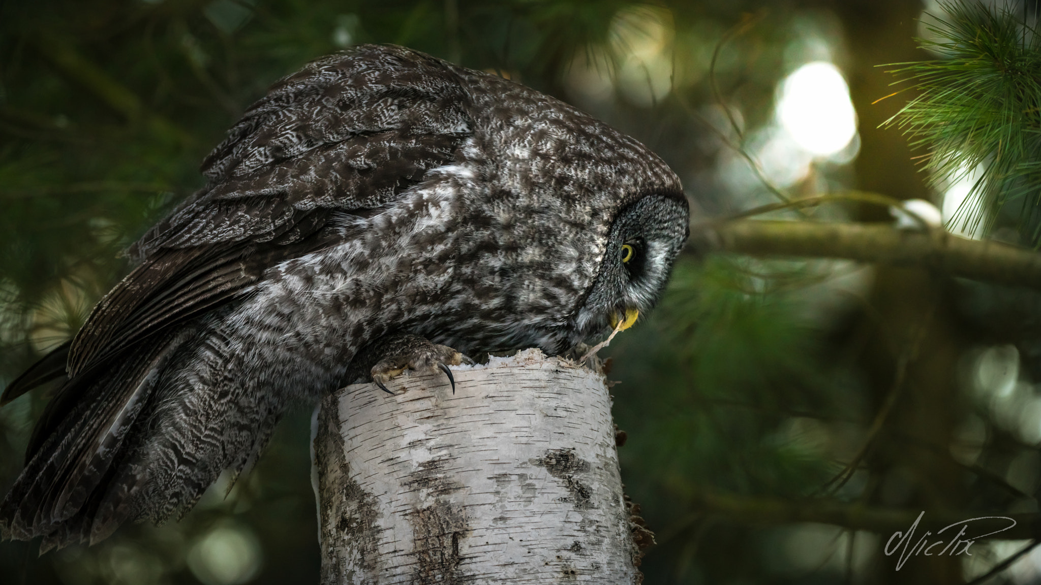 150-600mm F5-6.3 DG OS HSM | Contemporary 015 sample photo. Great gray owl on a different angle photography