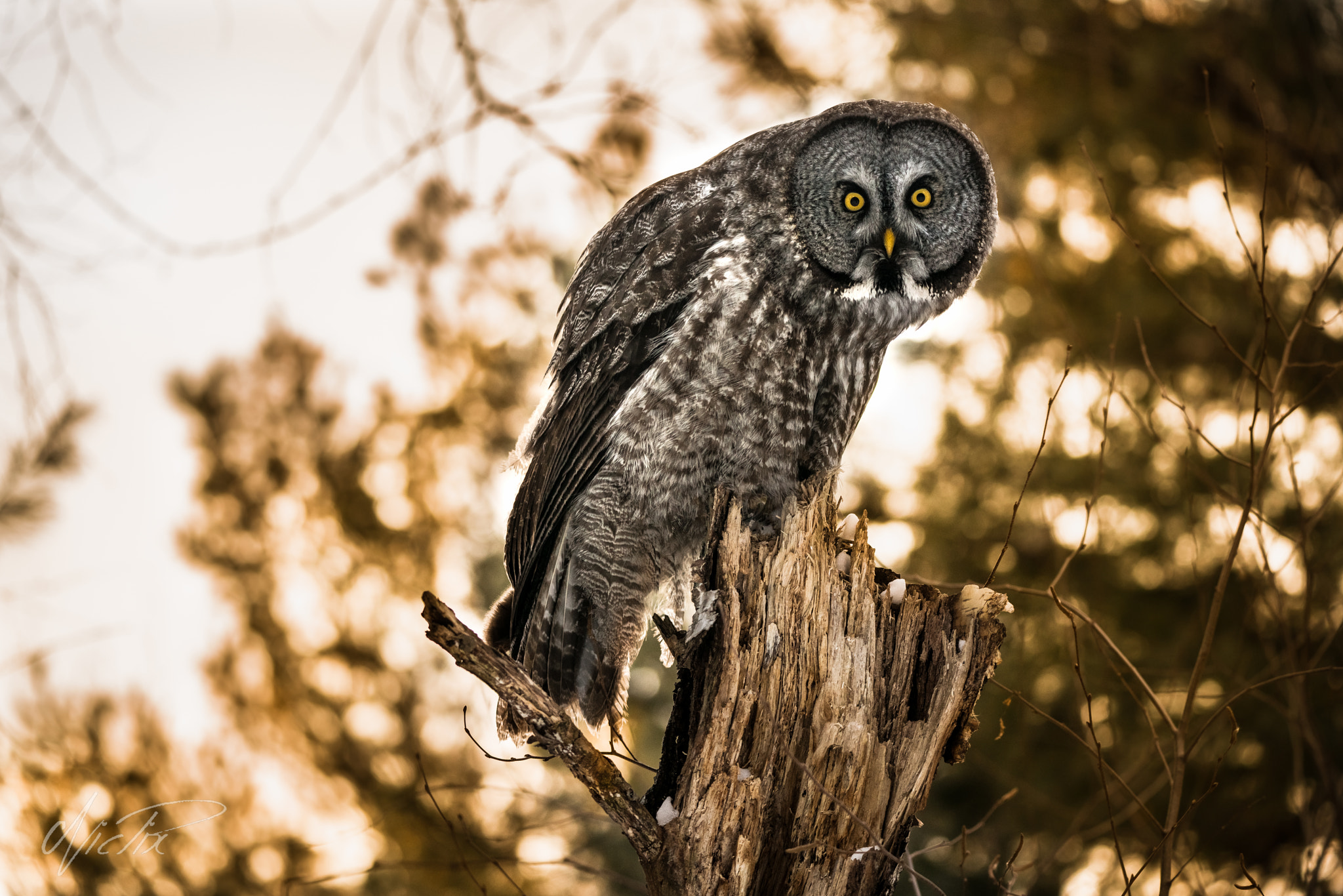 150-600mm F5-6.3 DG OS HSM | Contemporary 015 sample photo. Great gray owl looks photography