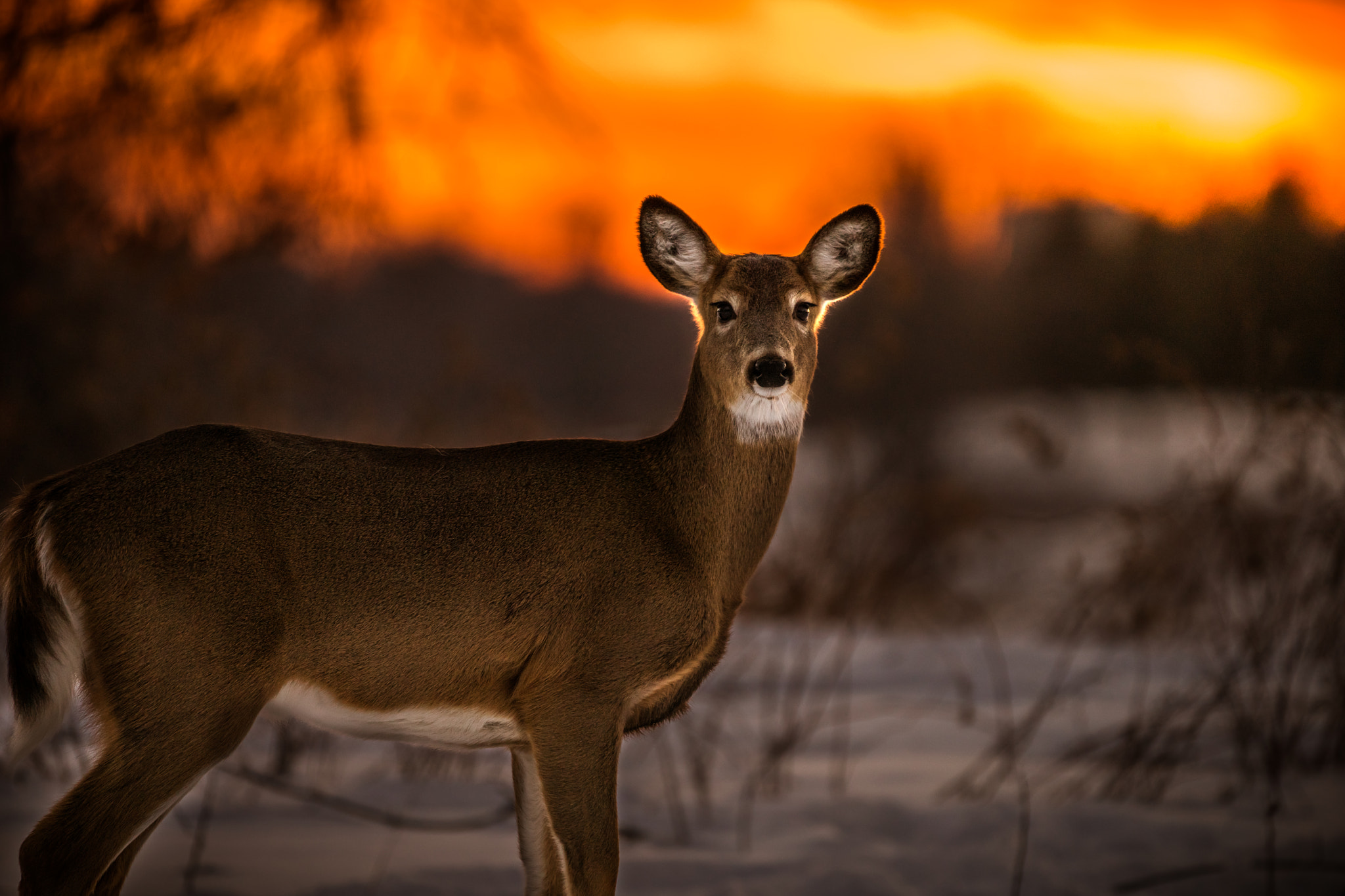 Sony a7R II sample photo. Beautiful deer sunset photography