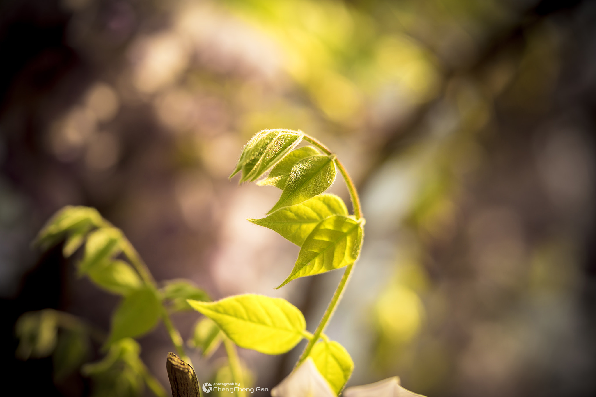 Sony a7 II + Sony FE 90mm F2.8 Macro G OSS sample photo. New life photography